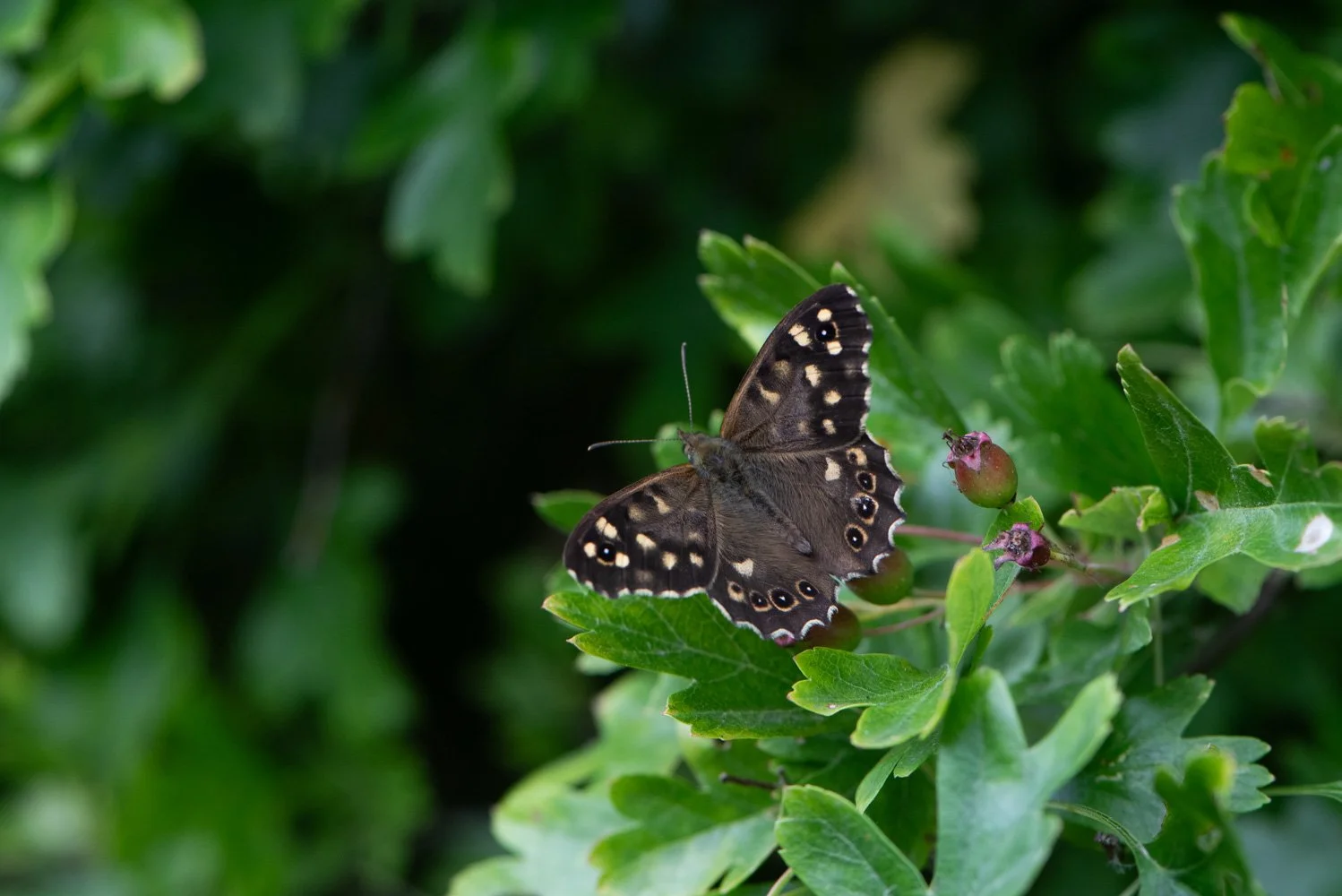 Speckled Wood-5.jpg