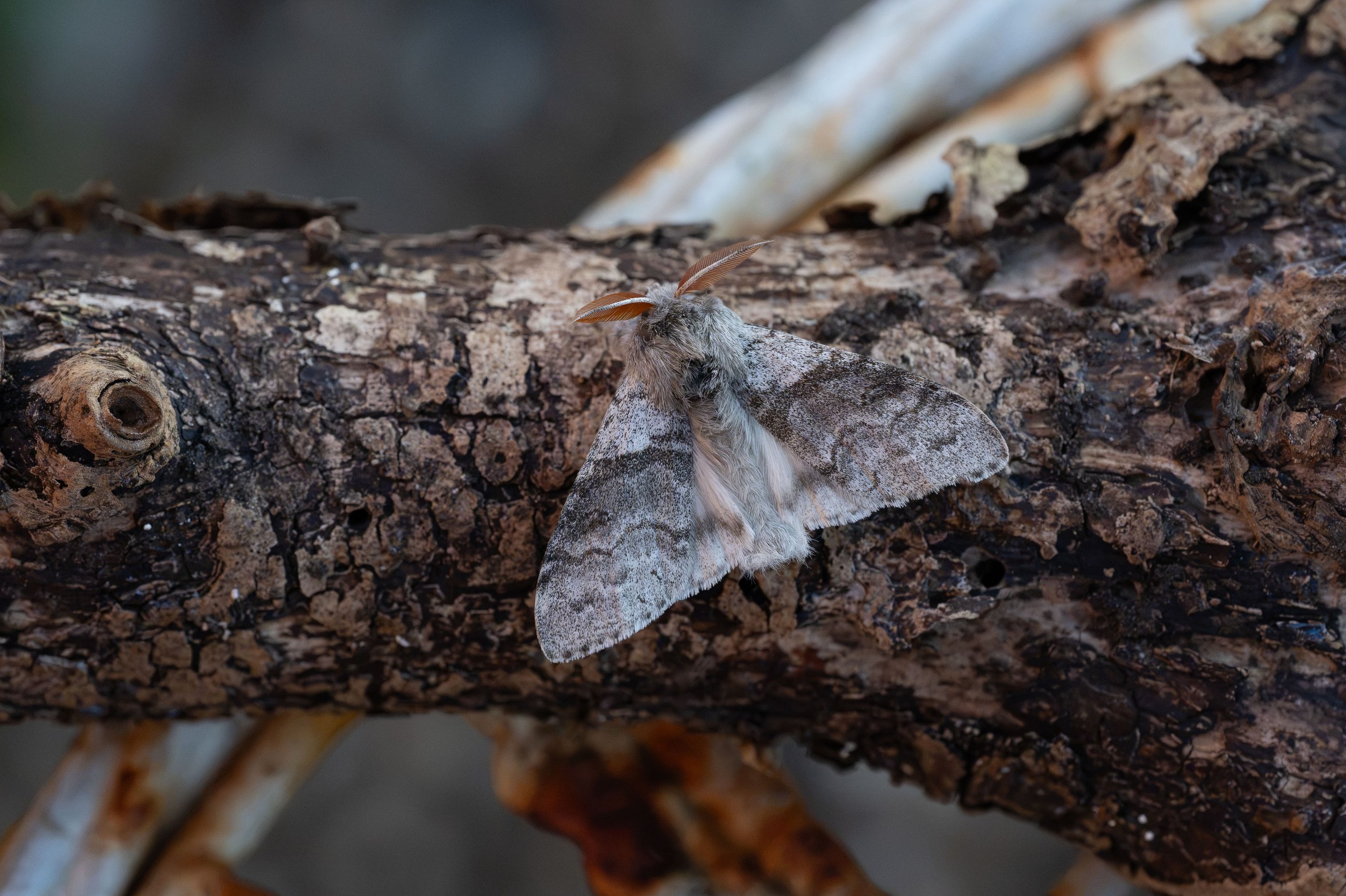 Pale Tussock