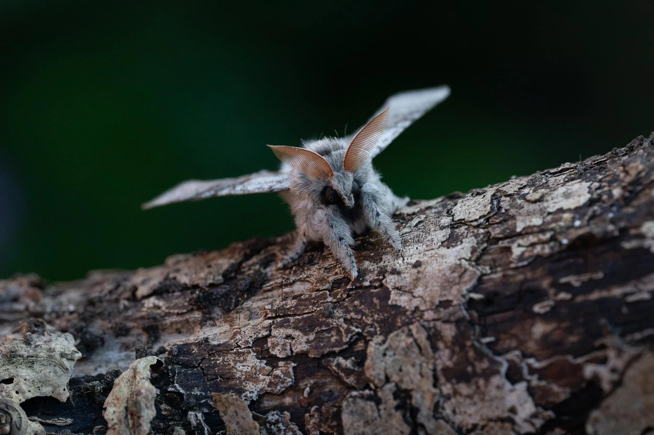 Pale Tussock