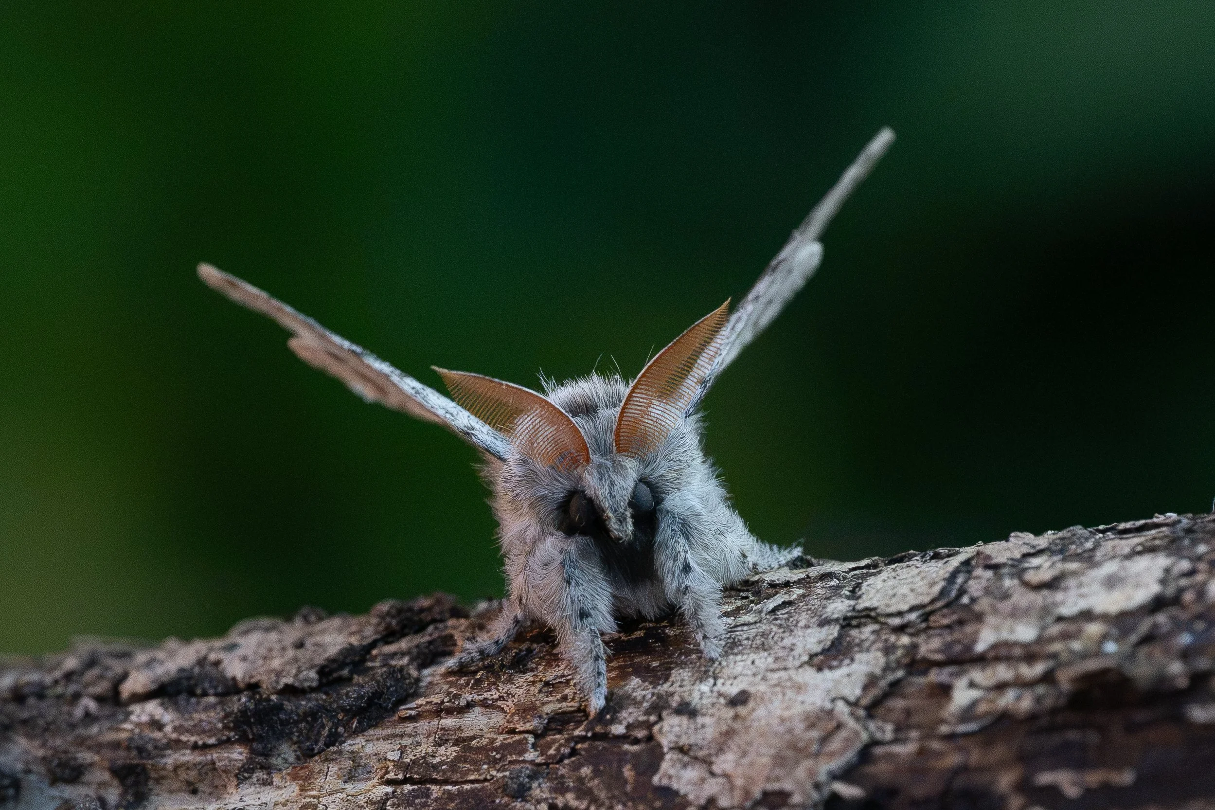 Pale Tussock