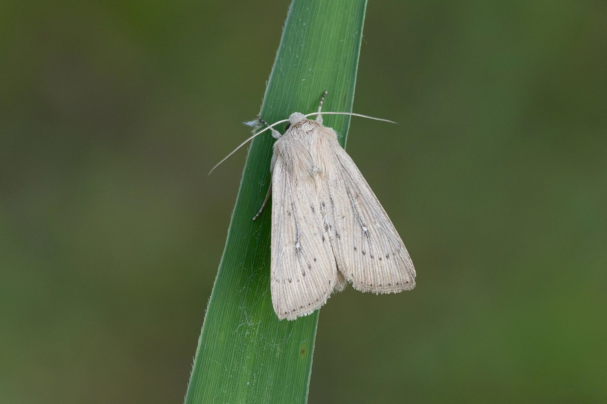 Obscure Wainscot