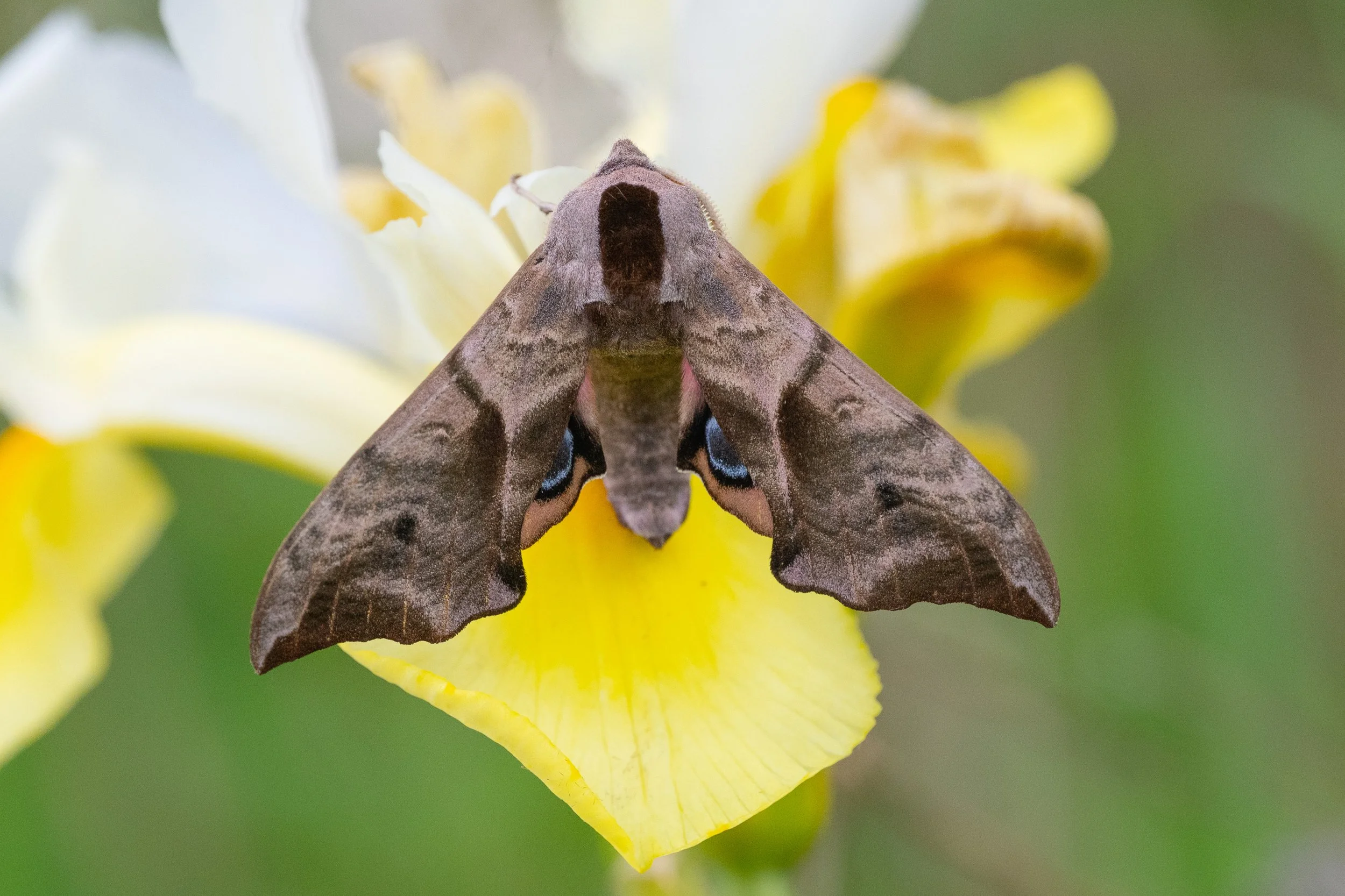 Eyed Hawk Moth
