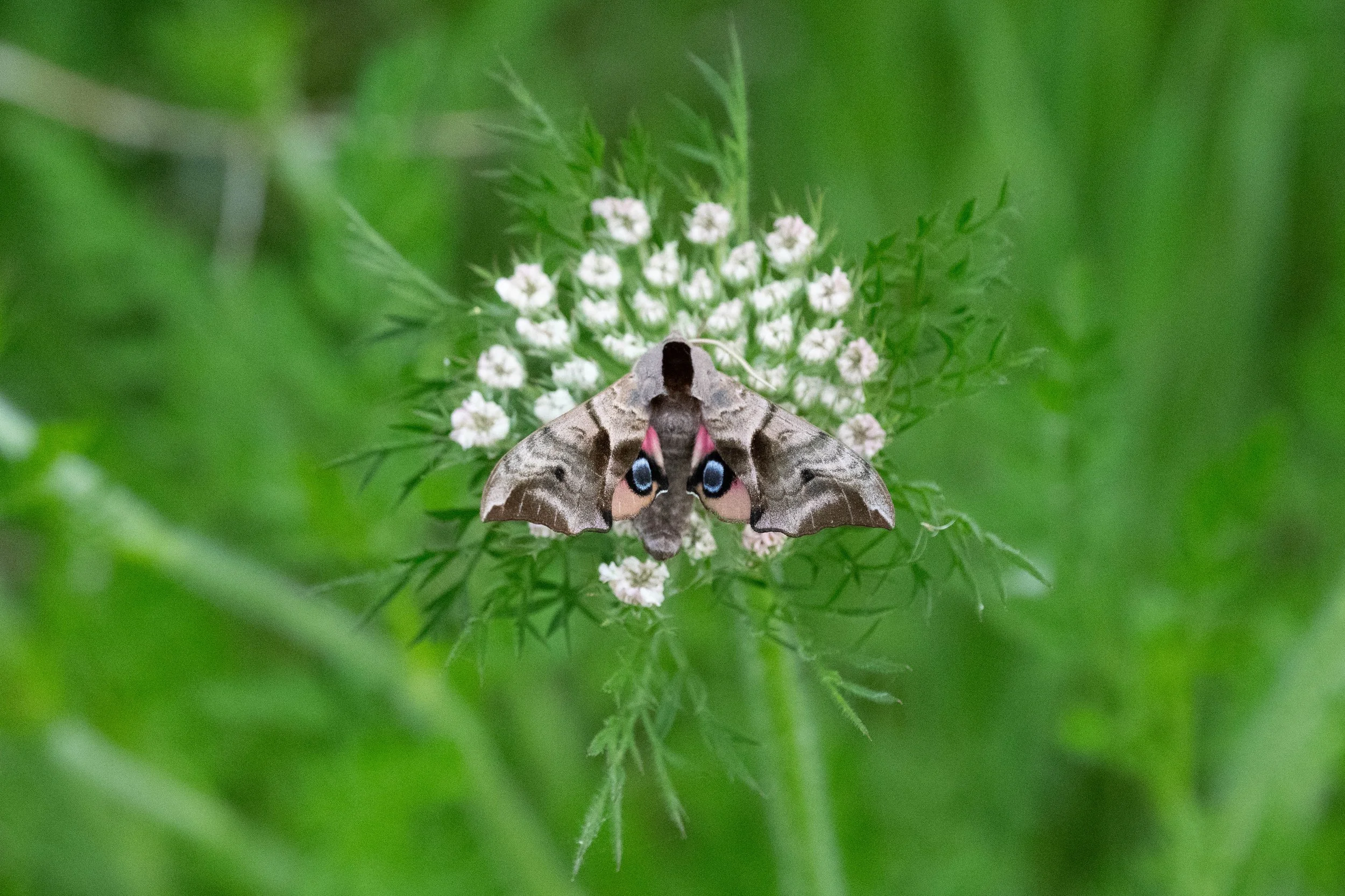 Eyed Hawk Moth