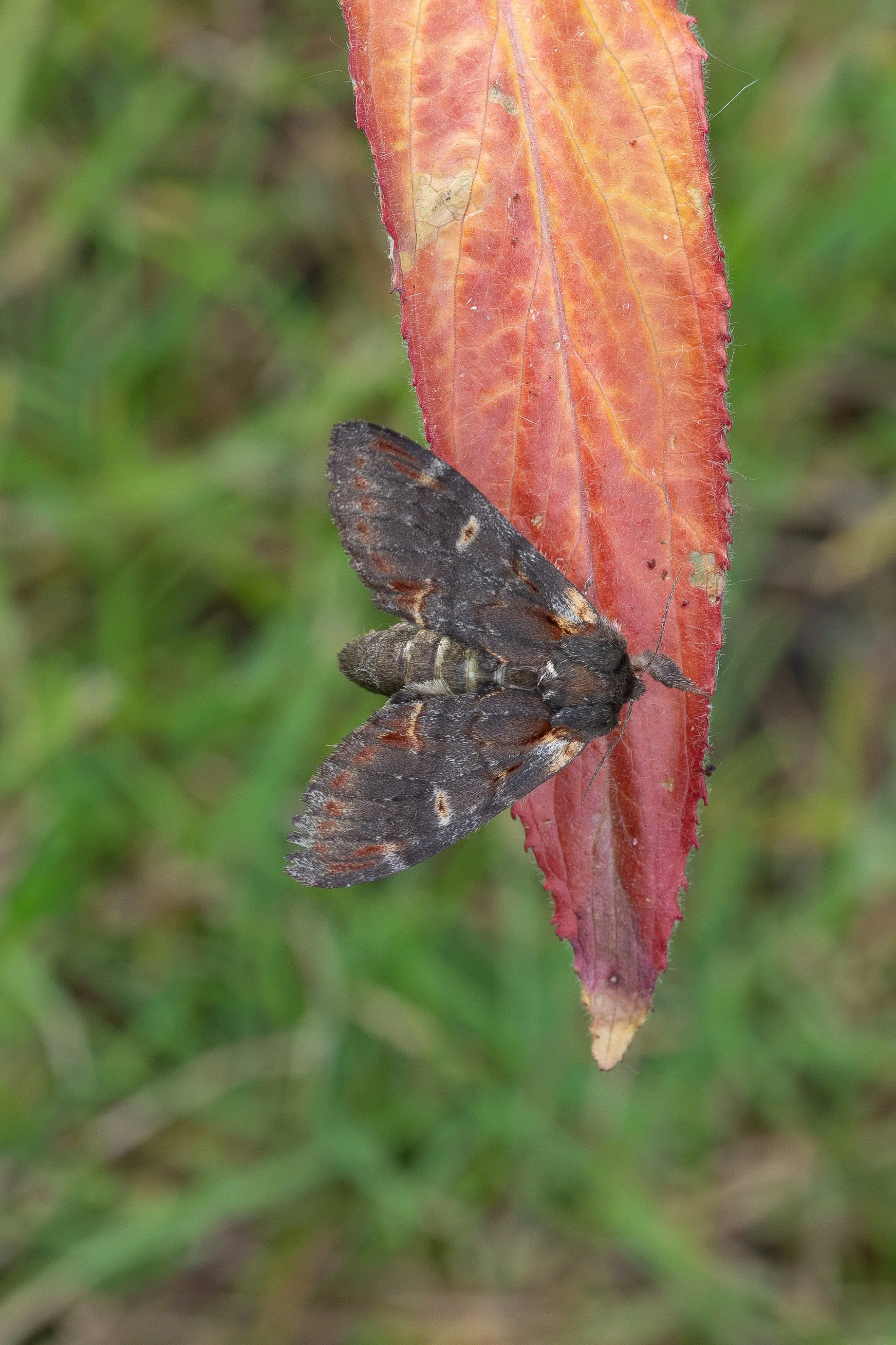 Iron Prominent