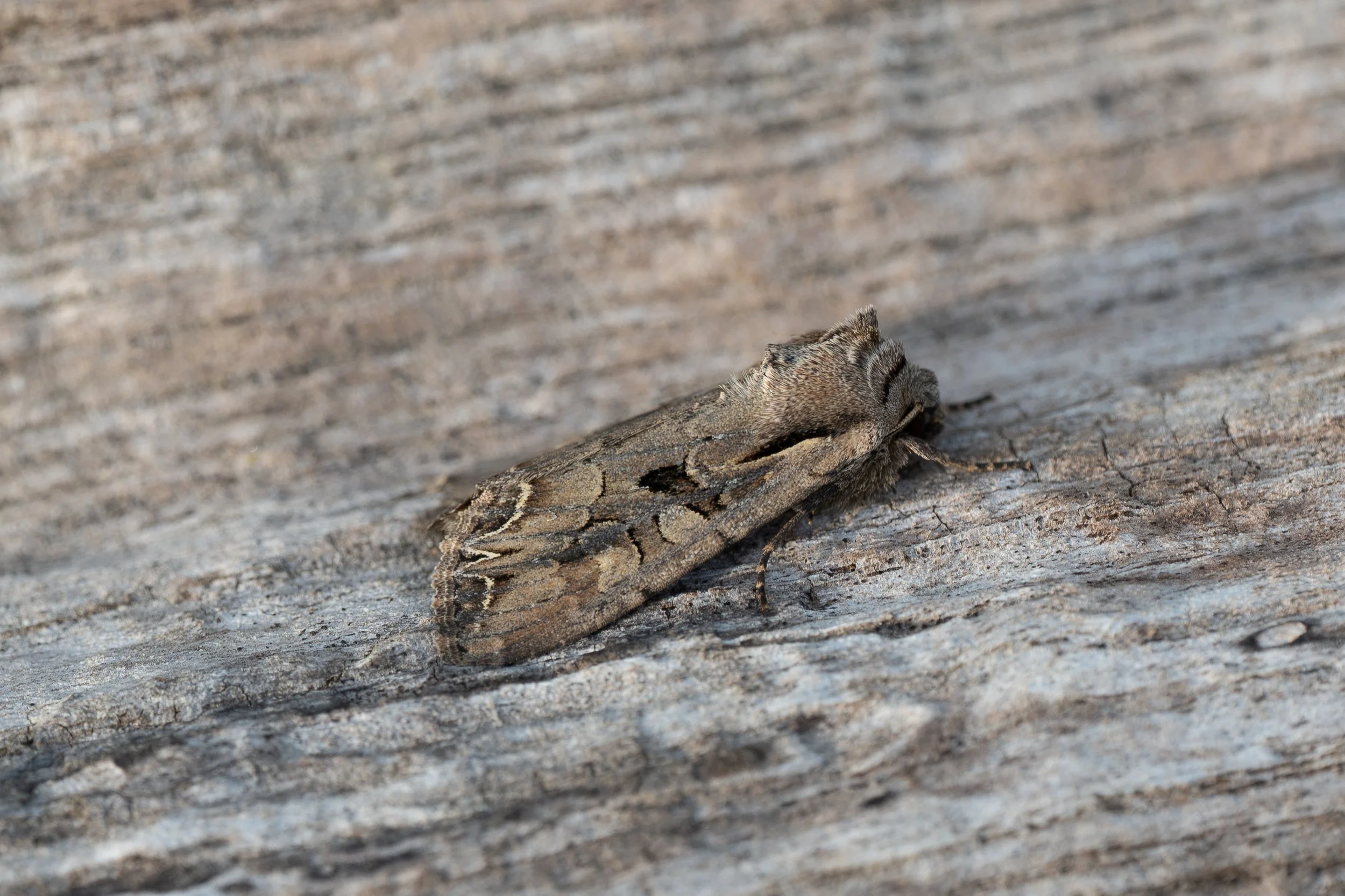 Sand Dart