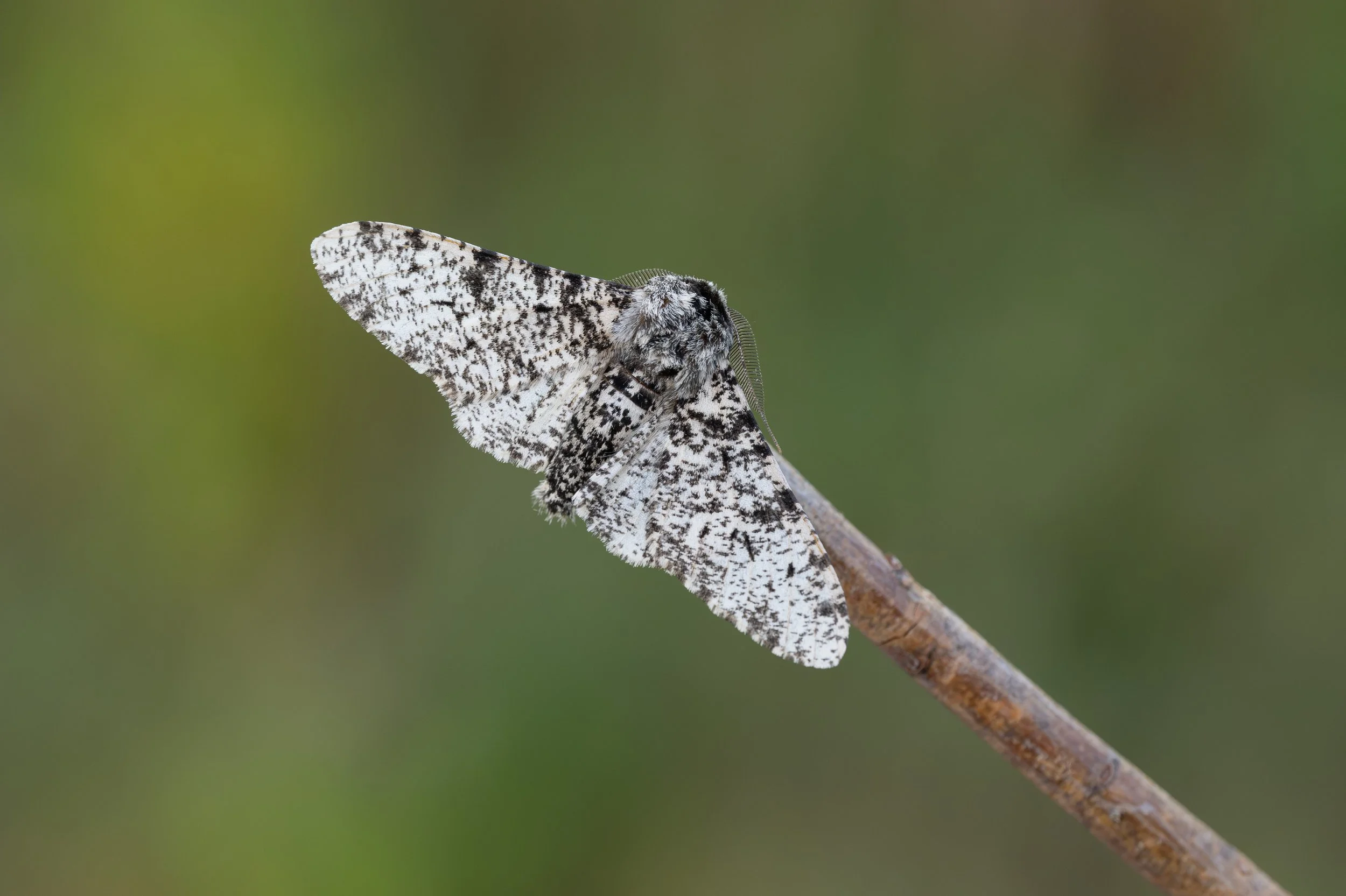 Peppered Moth