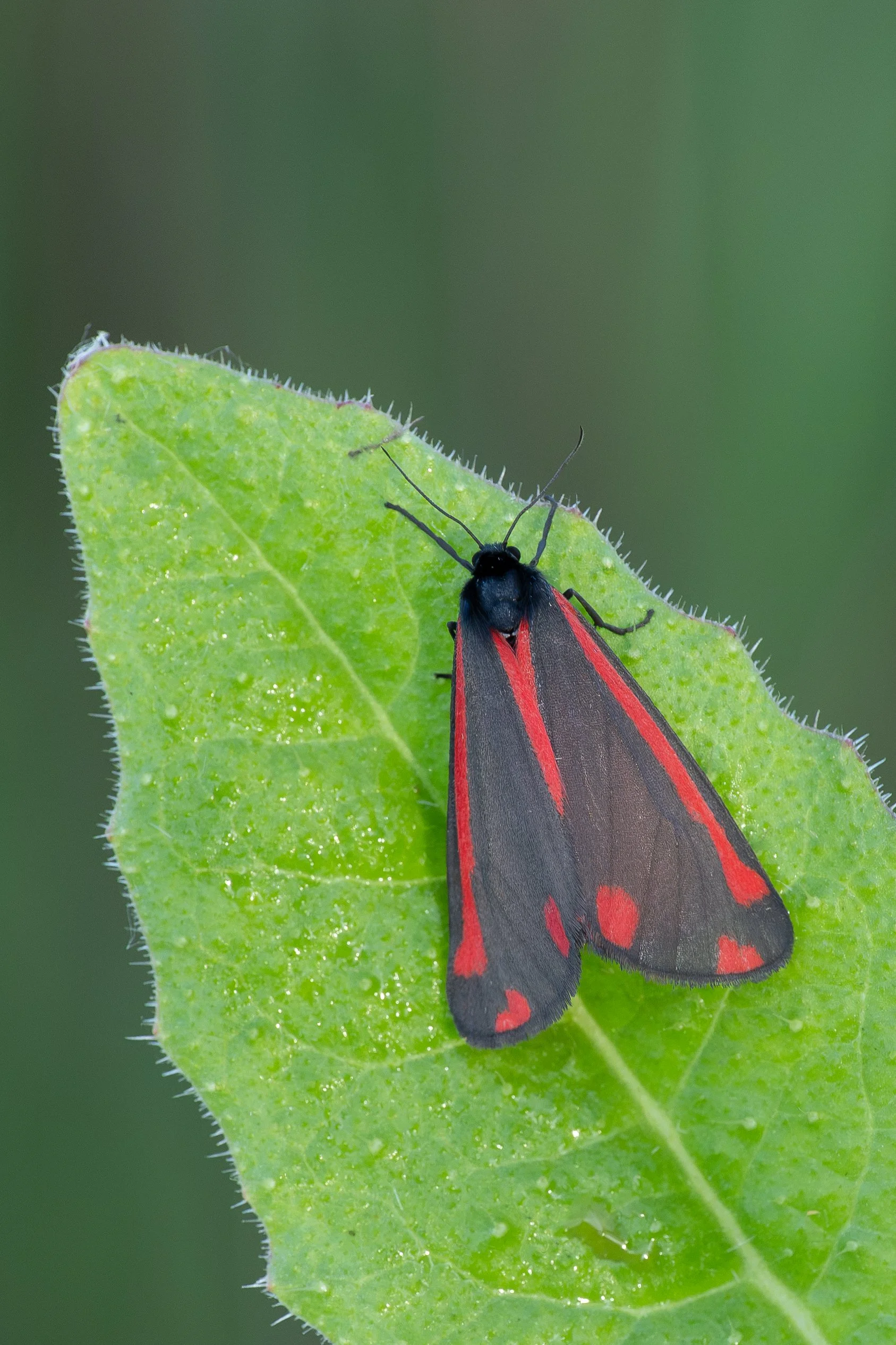 Cinnabar Moth