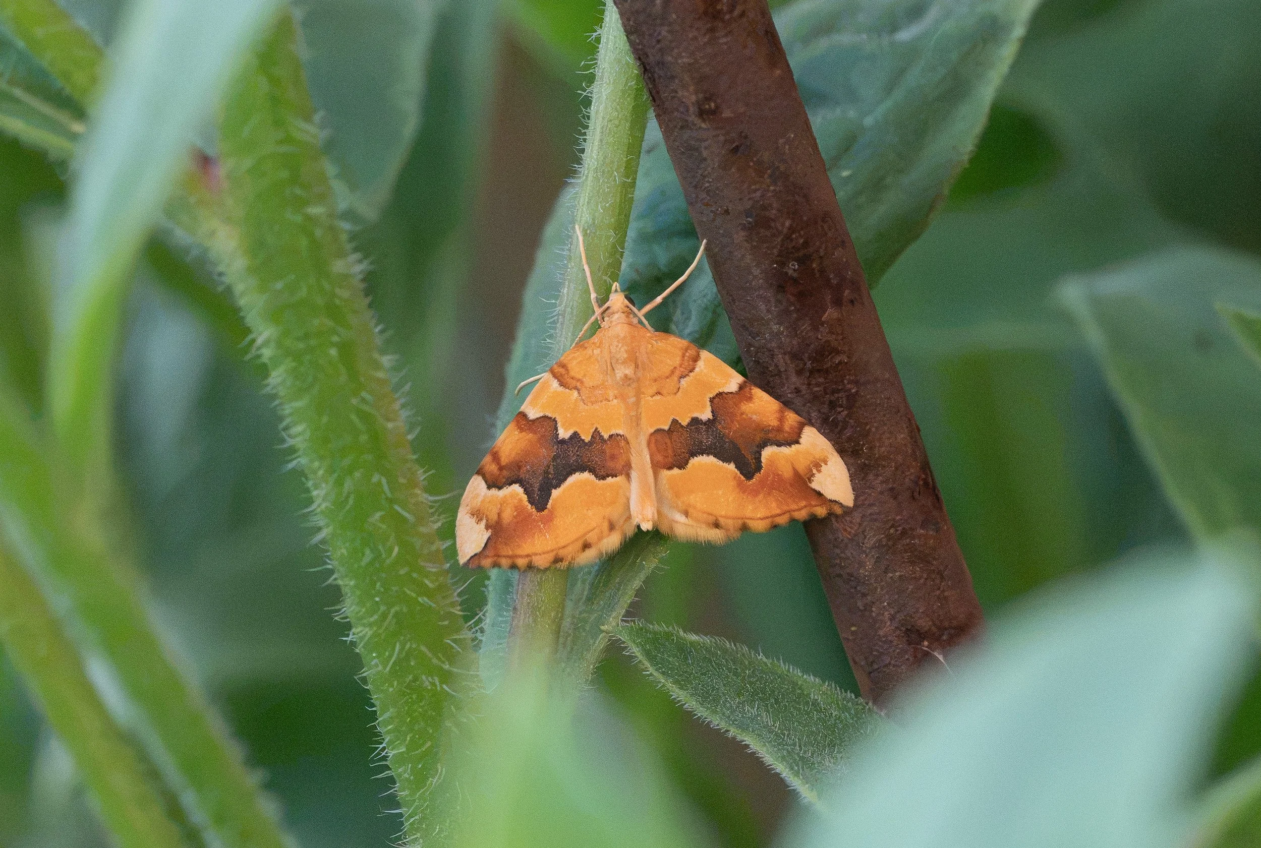 Barred Yellow