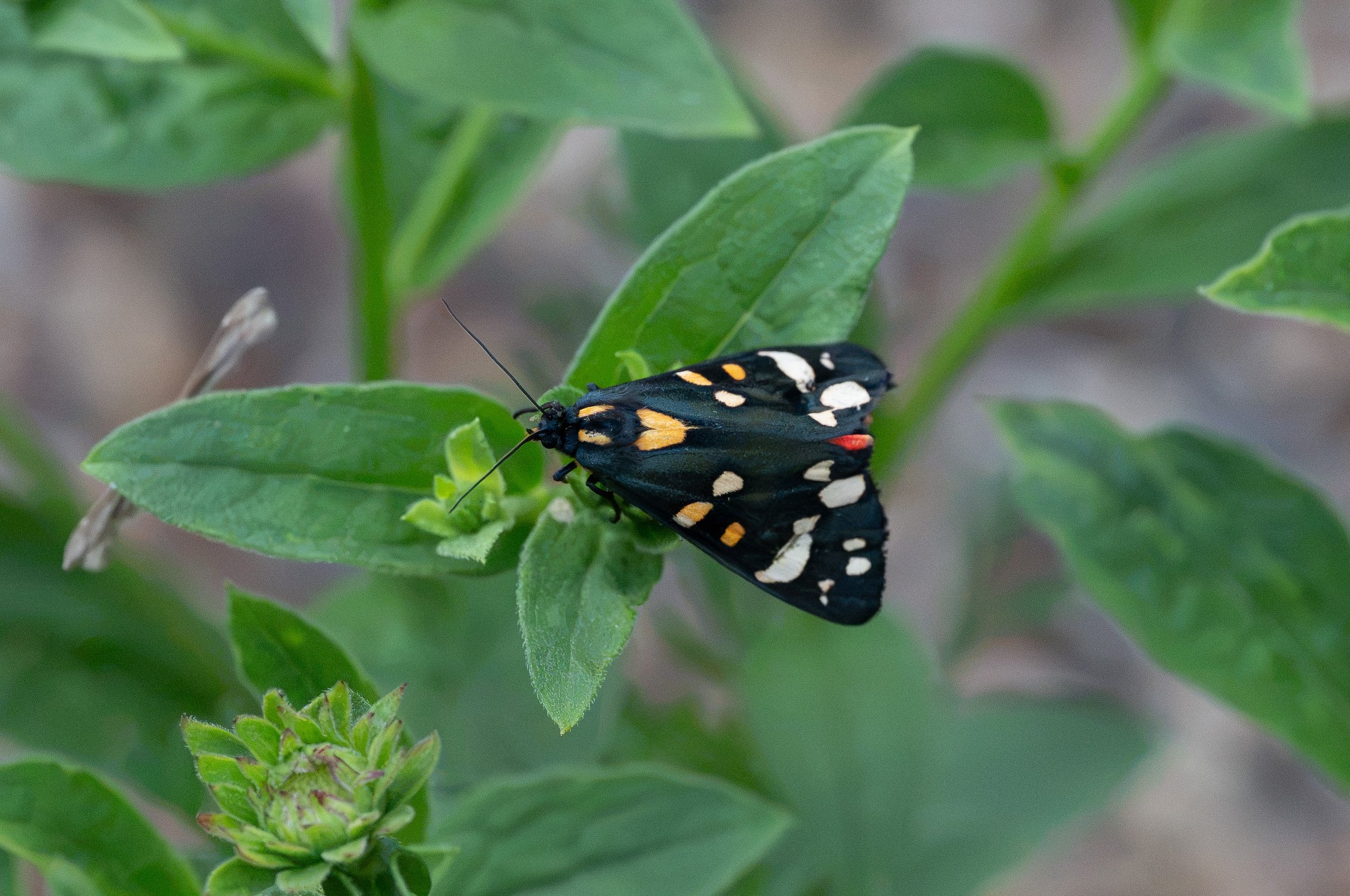 Scarlet Tiger