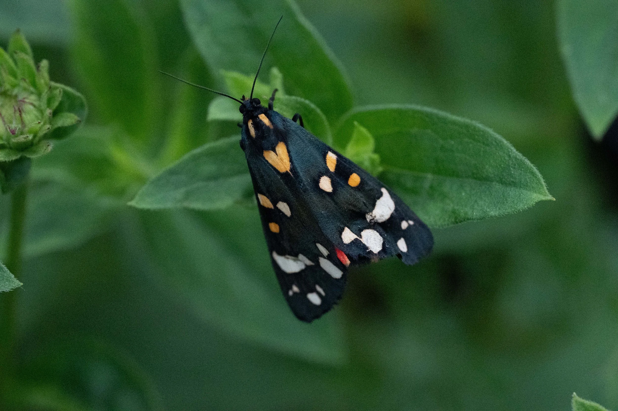 Scarlet Tiger