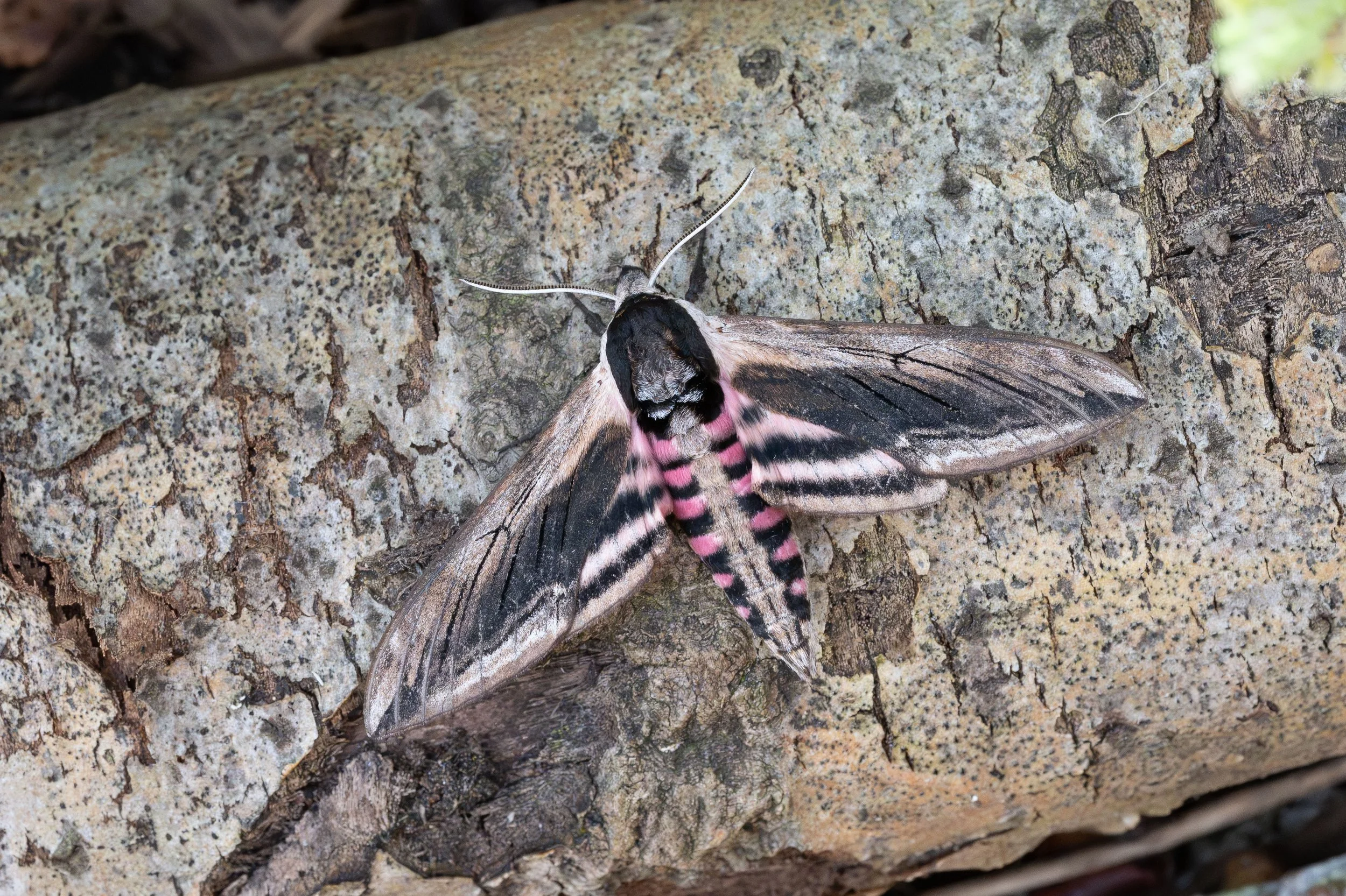 Privet Hawk Moth