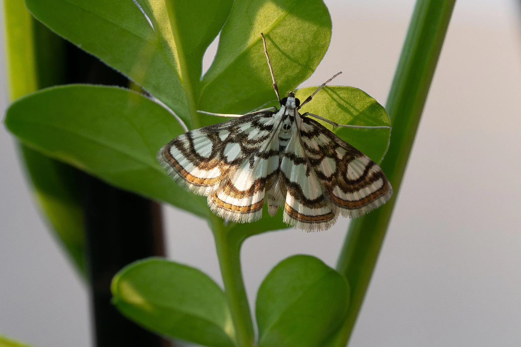 Beautiful China Mark