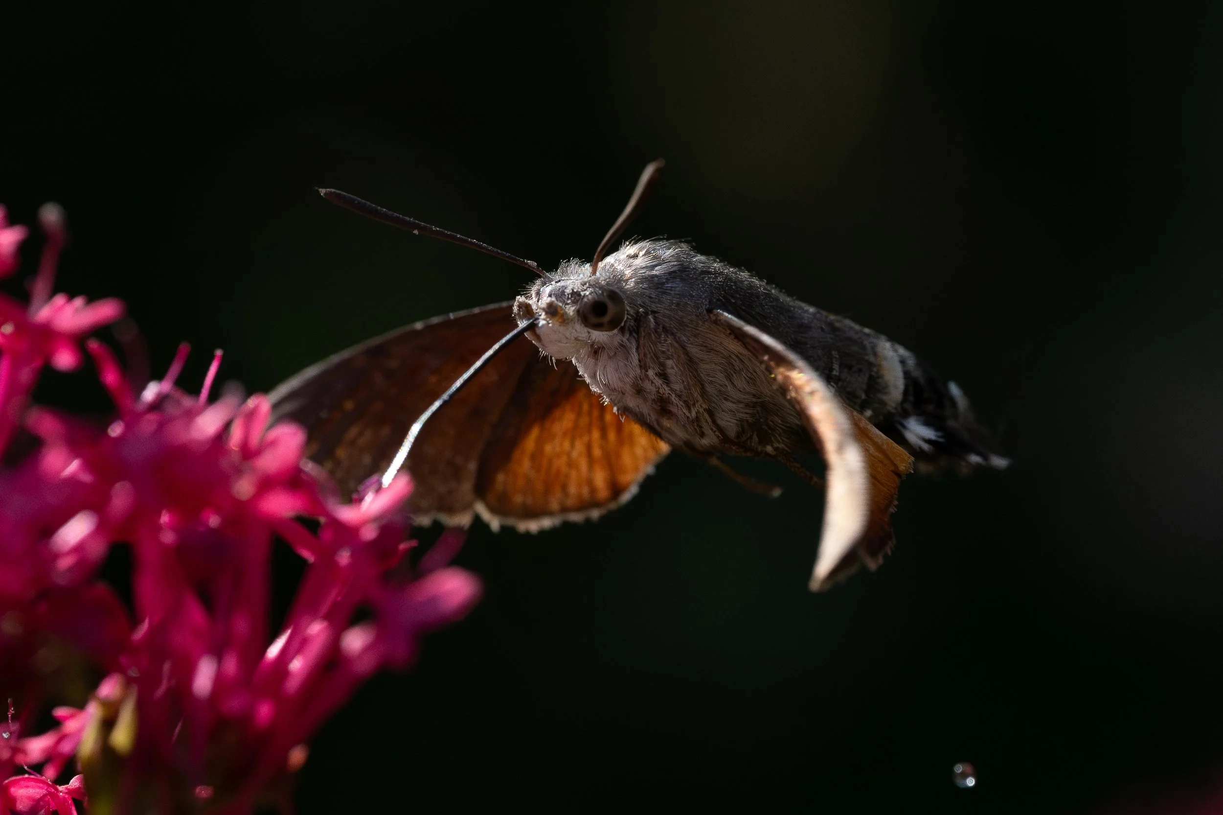 Hummingbird Hawk Moth