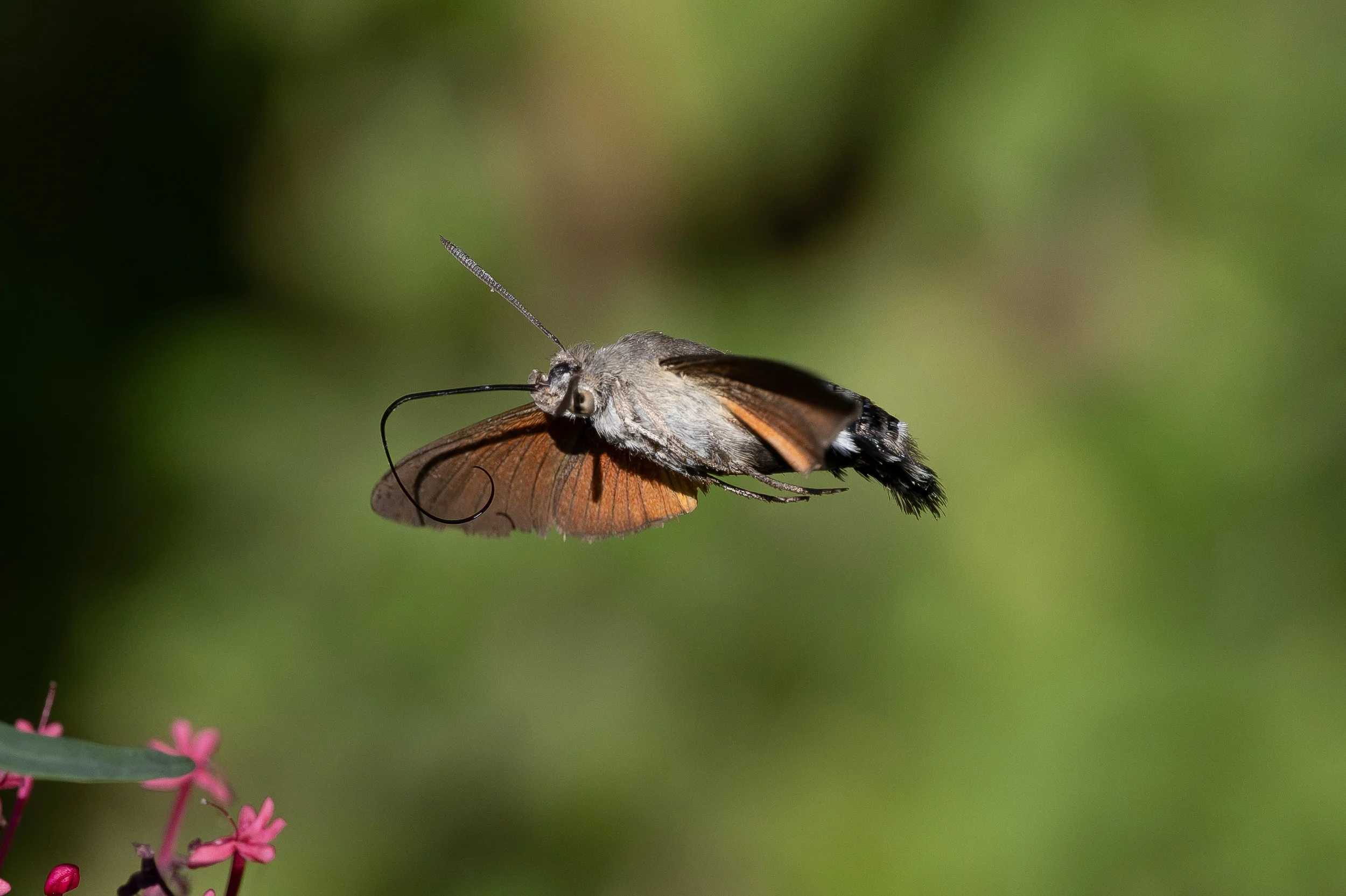 Hummingbird Hawk Moth