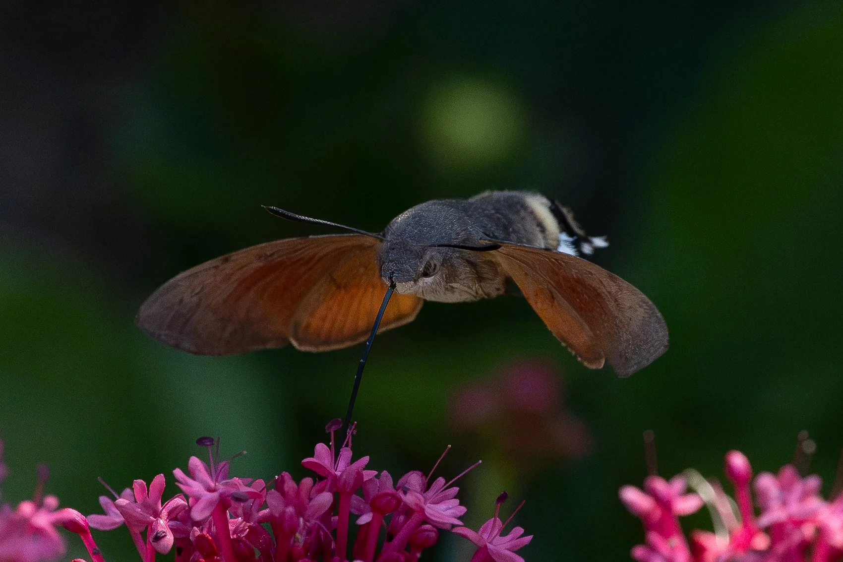 Hummingbird Hawk Moth