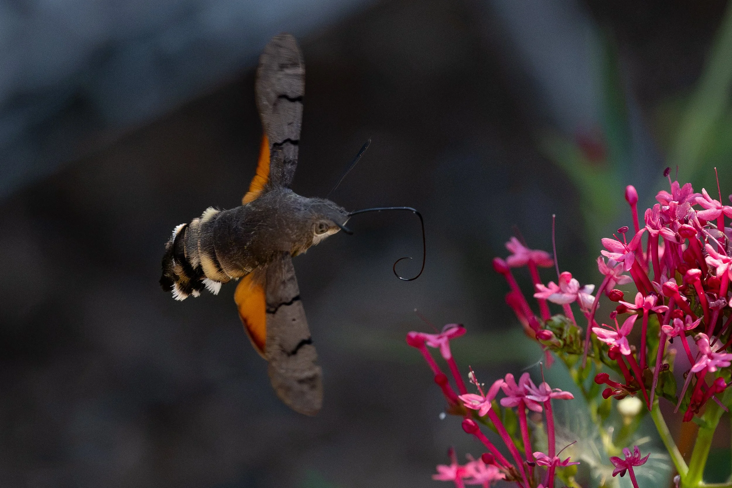 Hummingbird Hawk Moth