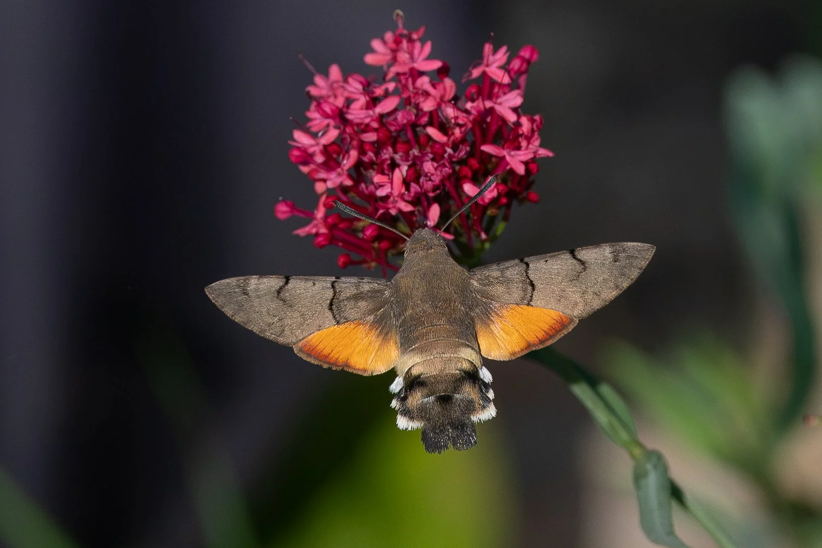 Hummingbird Hawk Moth