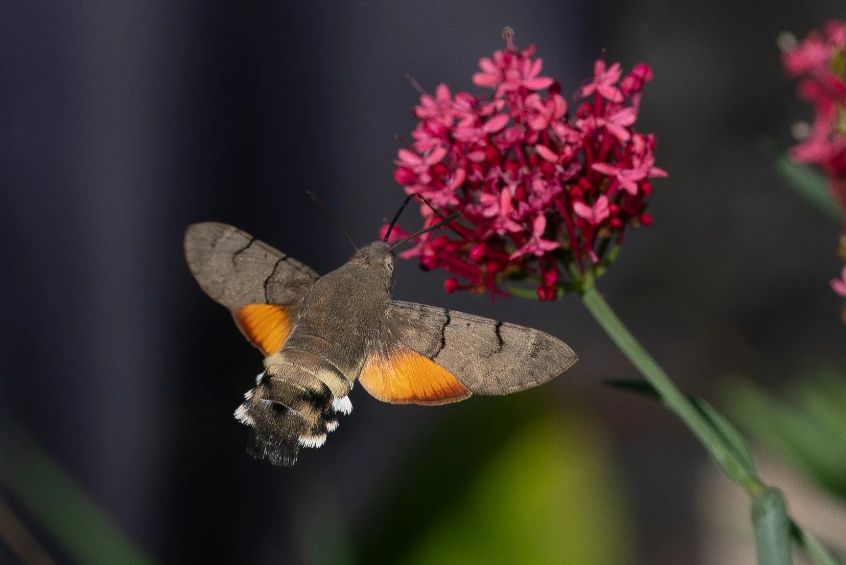 Hummingbird Hawk Moth