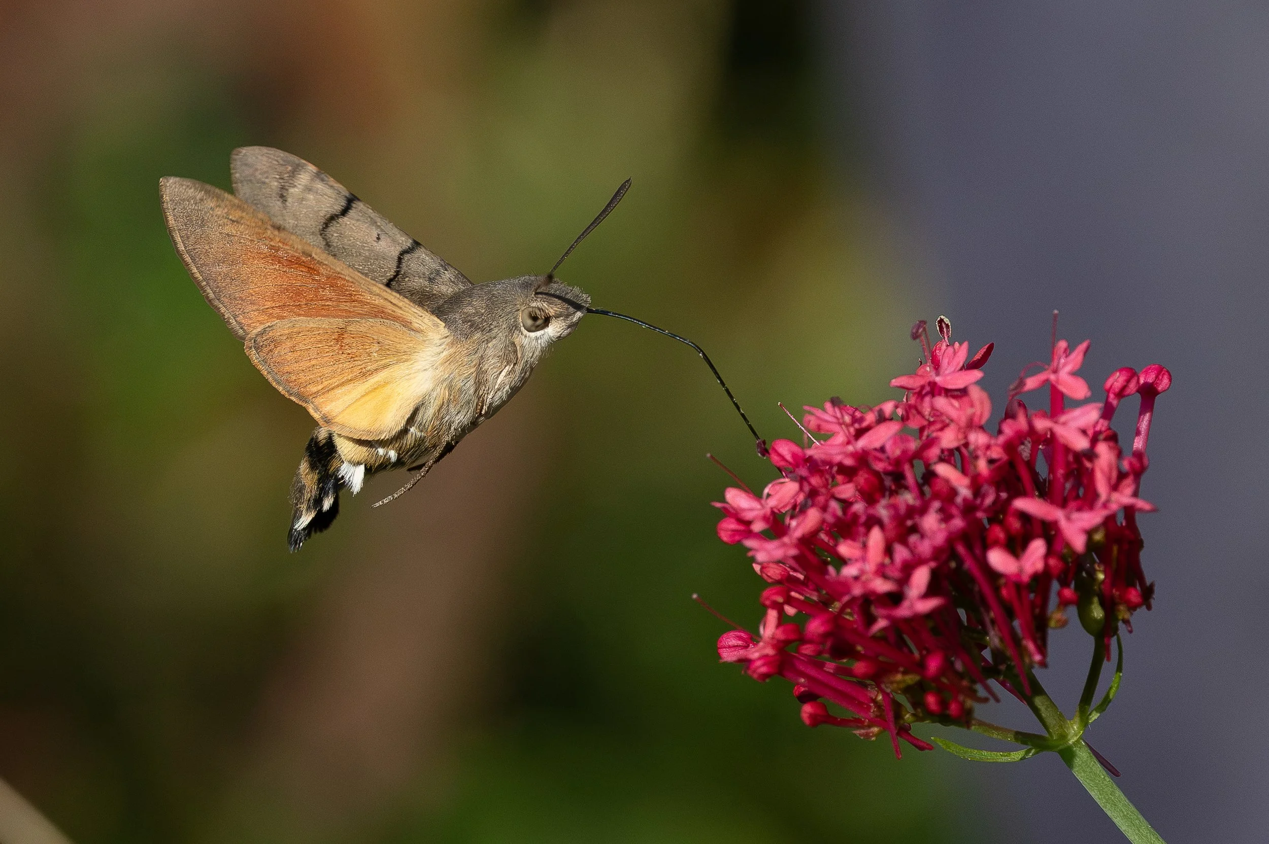 Hummingbird Hawk Moth