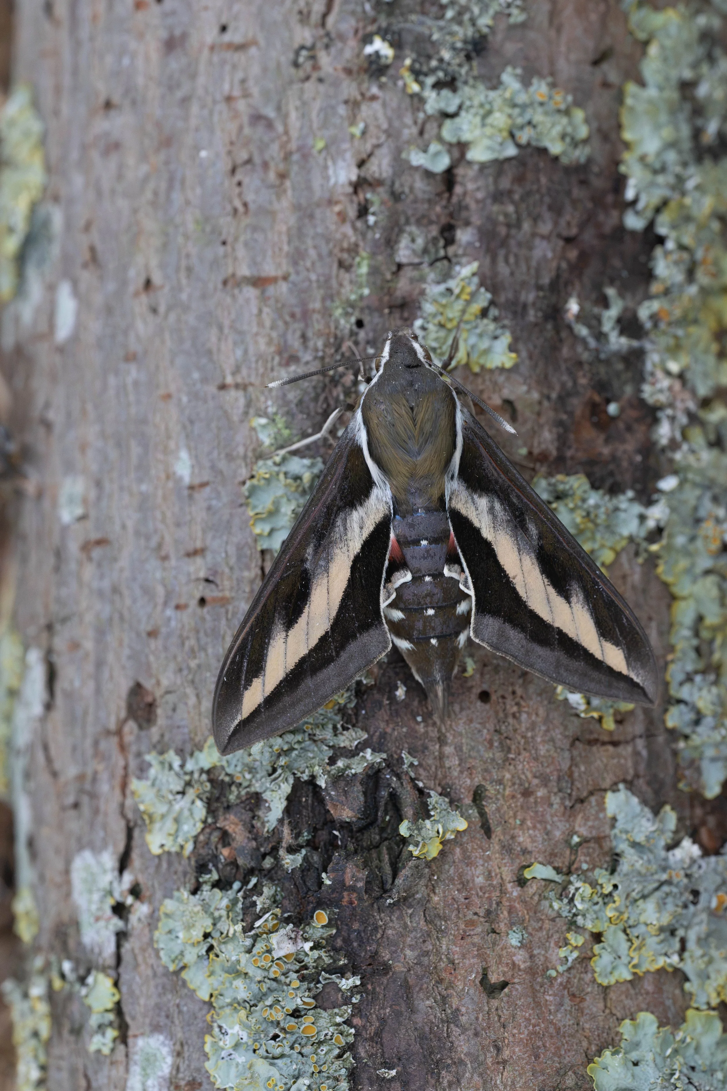 Bedstraw Hawk Moth