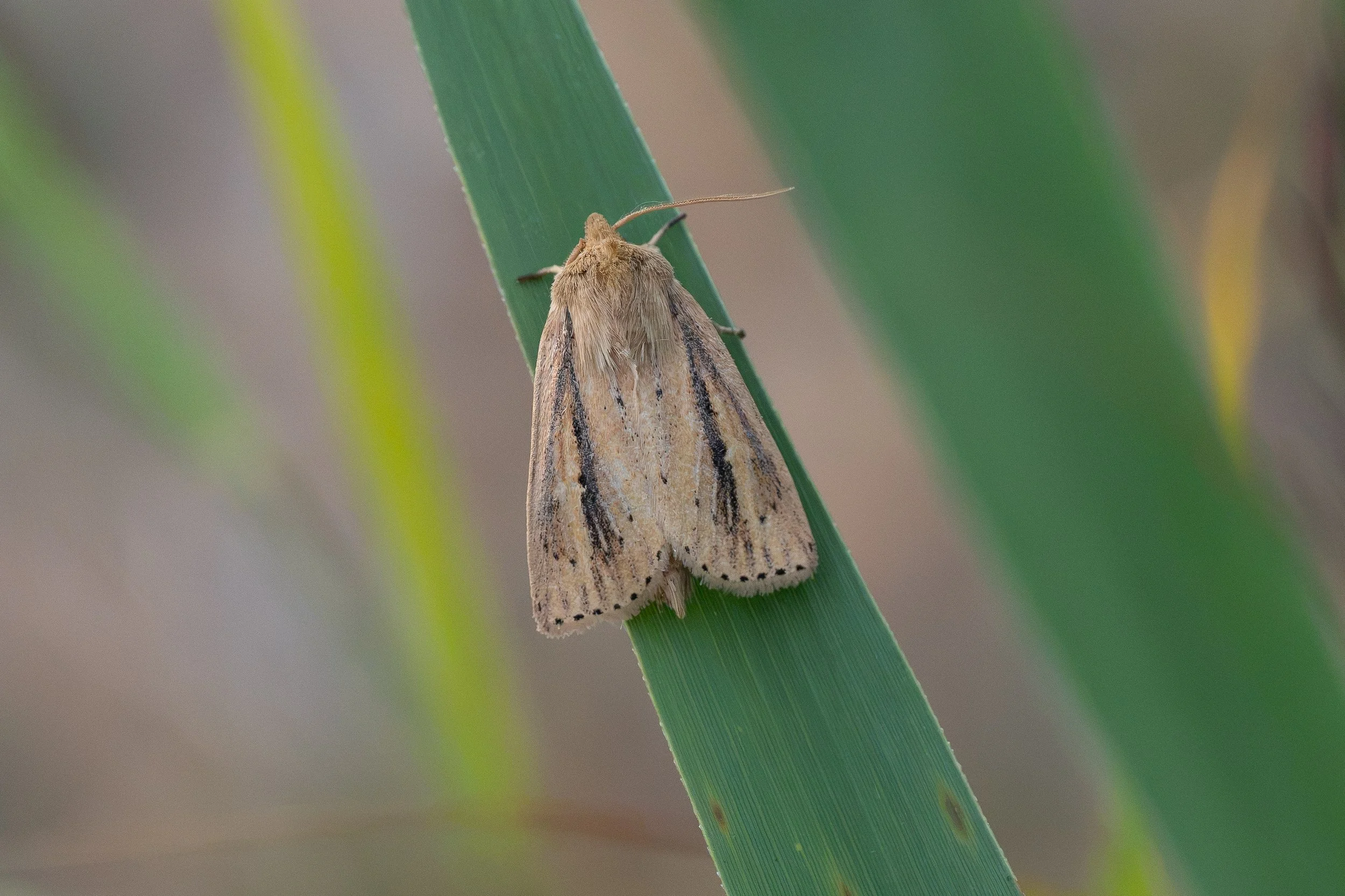 Webb's Wainscot