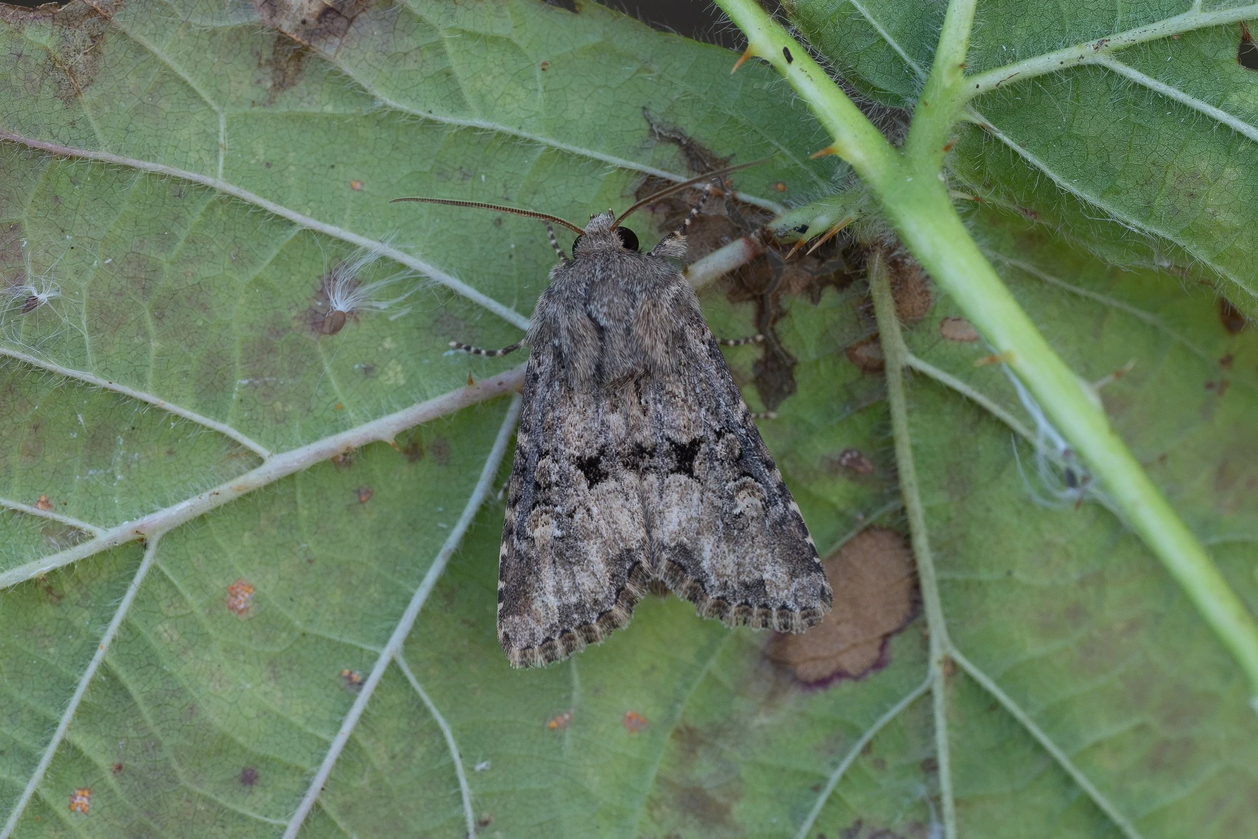 Flounced Rustic