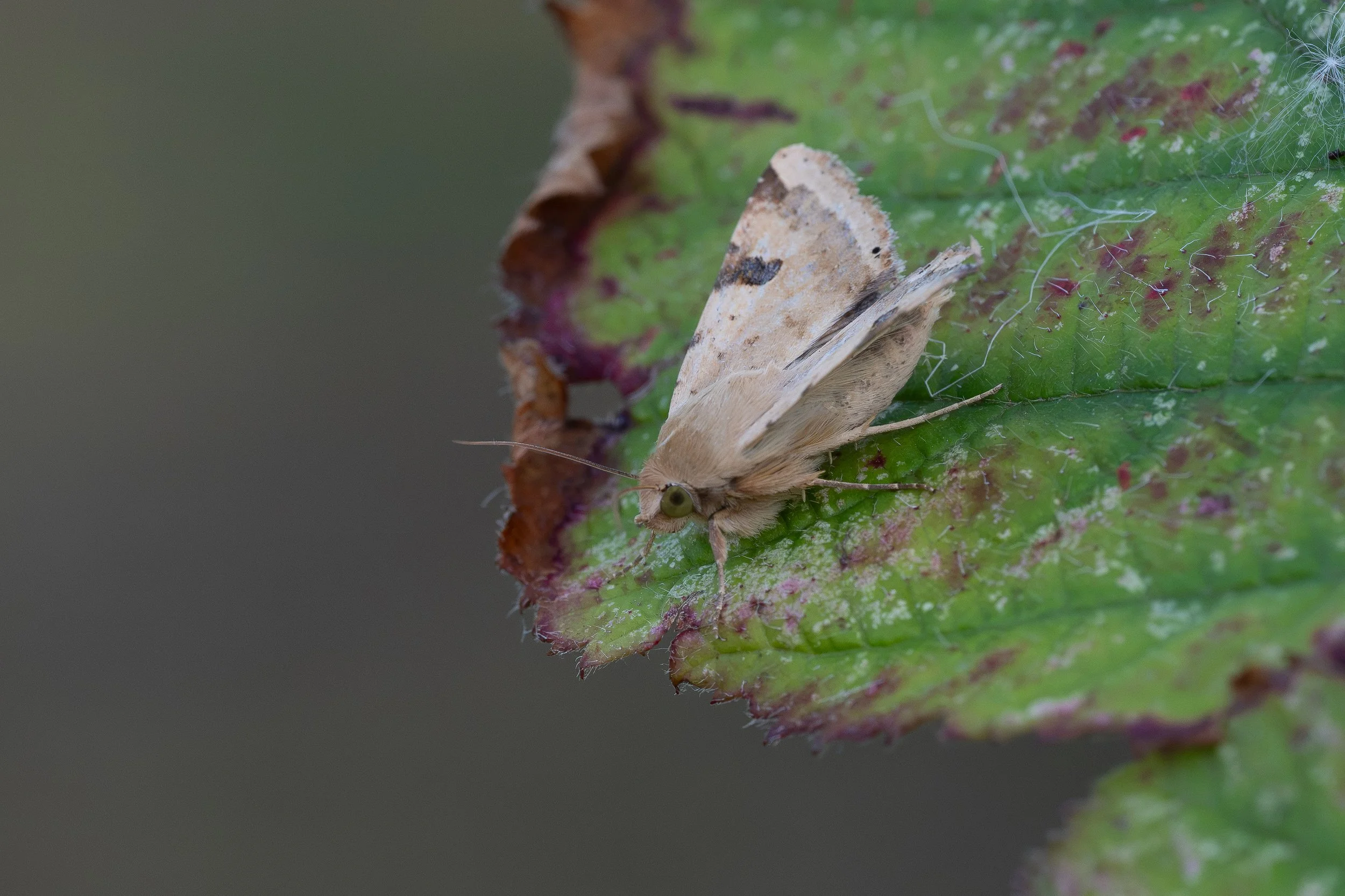Bordered Straw