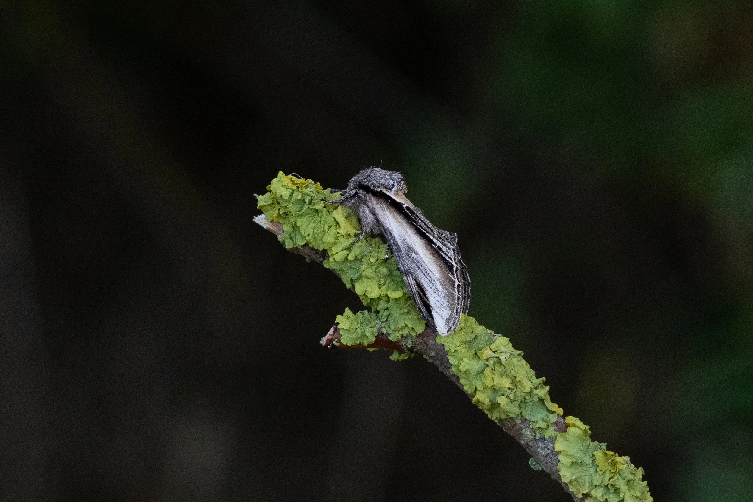 Pebble Prominent