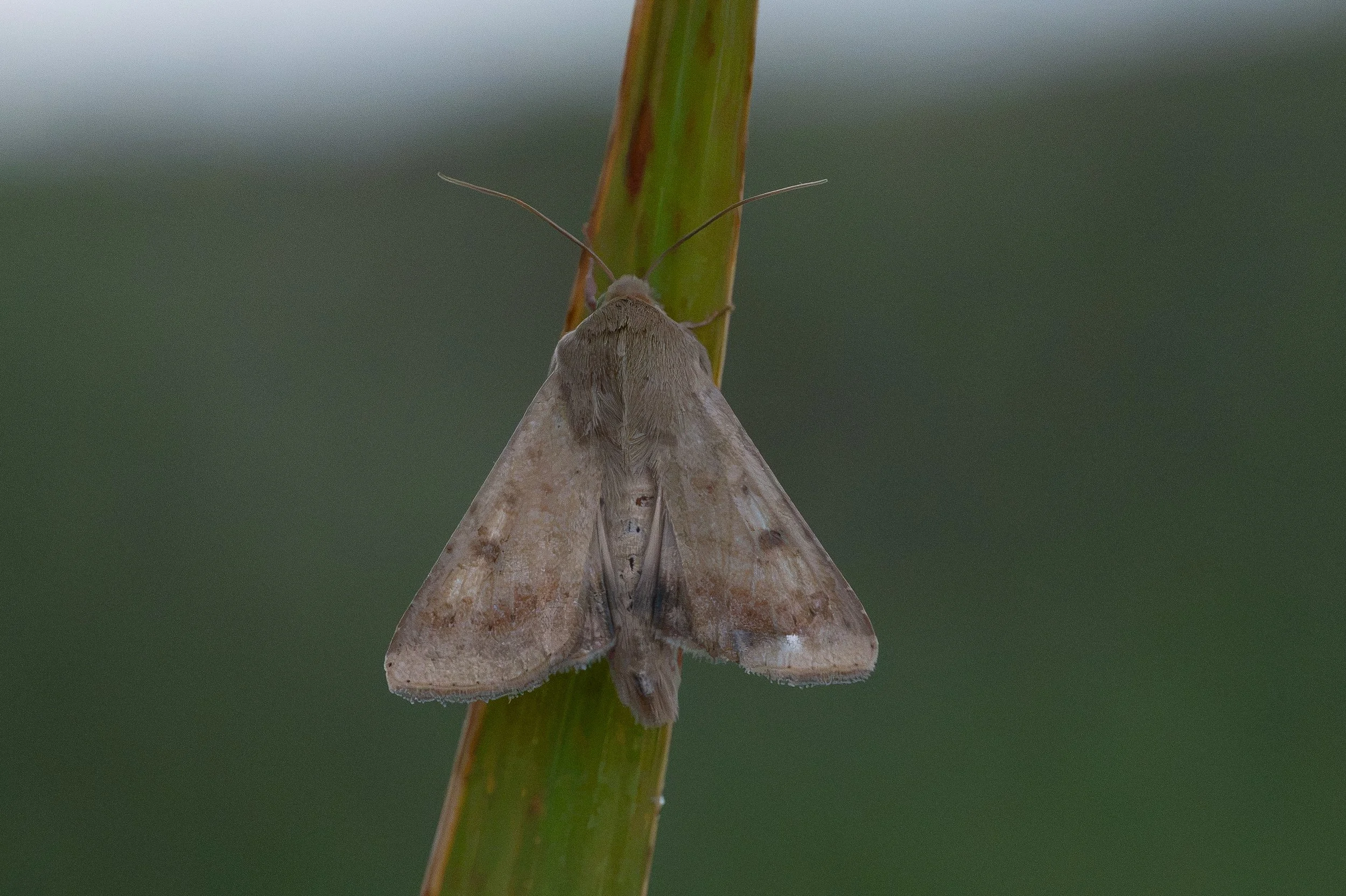 Scarce Bordered Straw