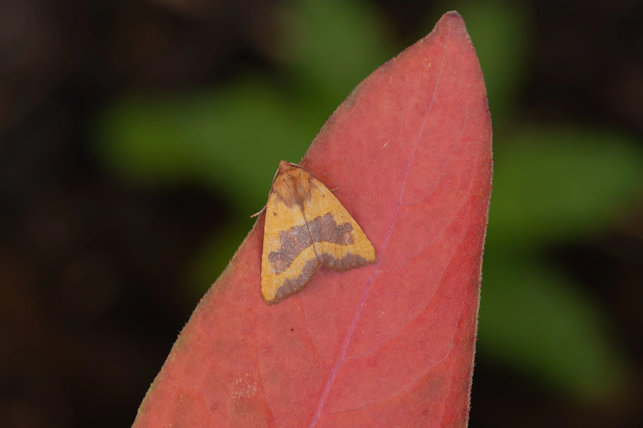 Centre-barred Sallow