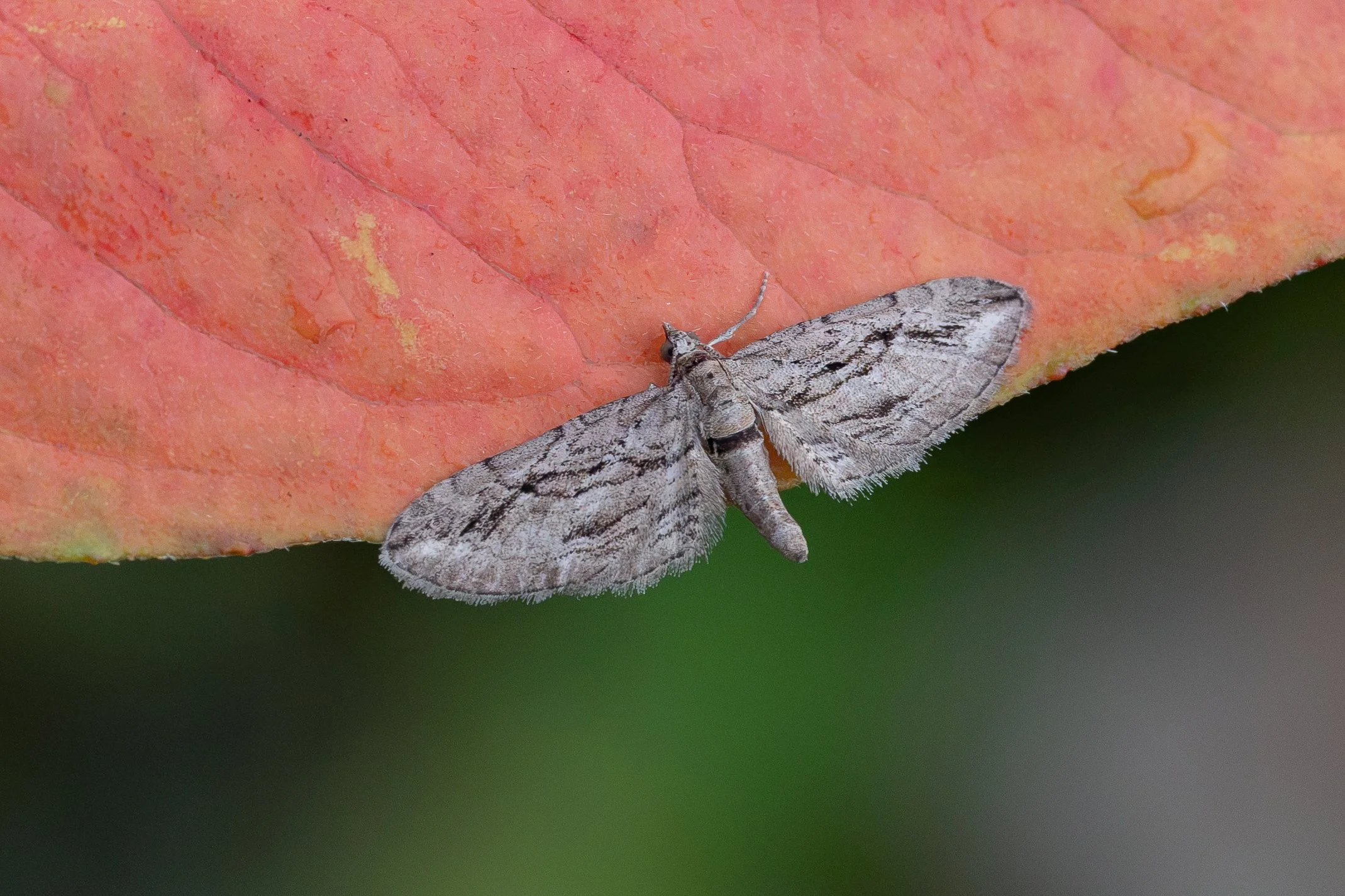 Cypress Pug