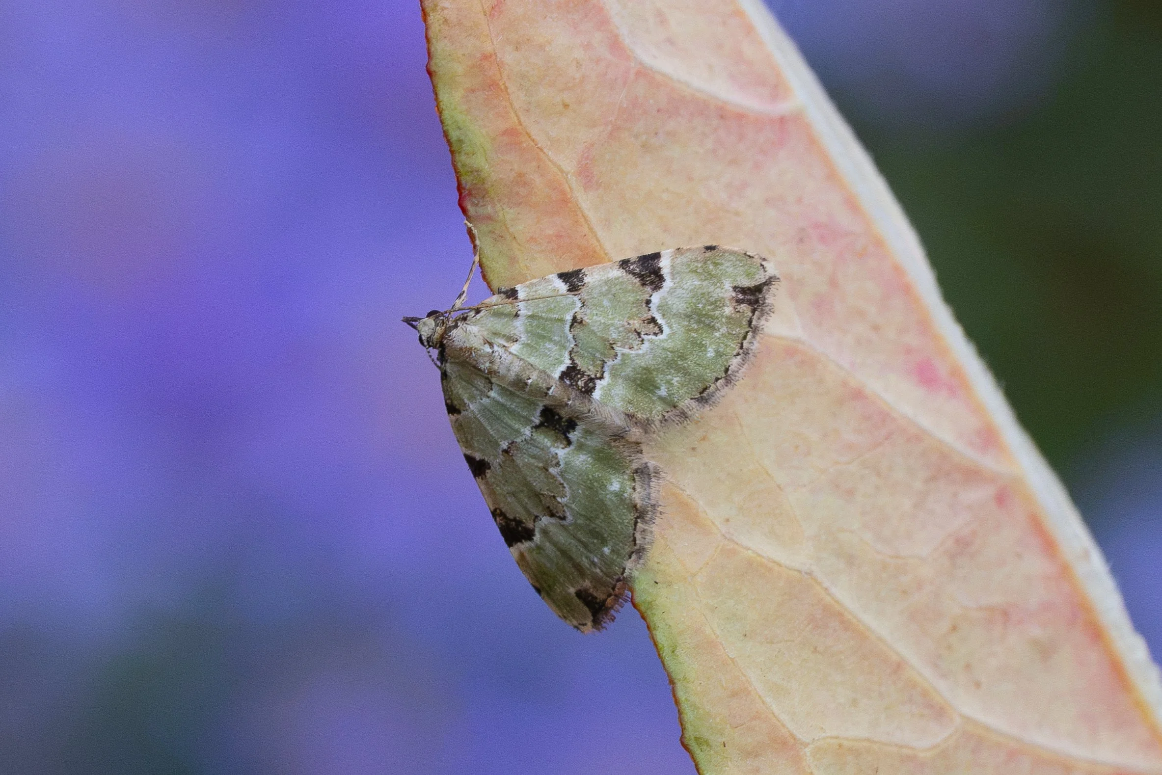 Green Carpet