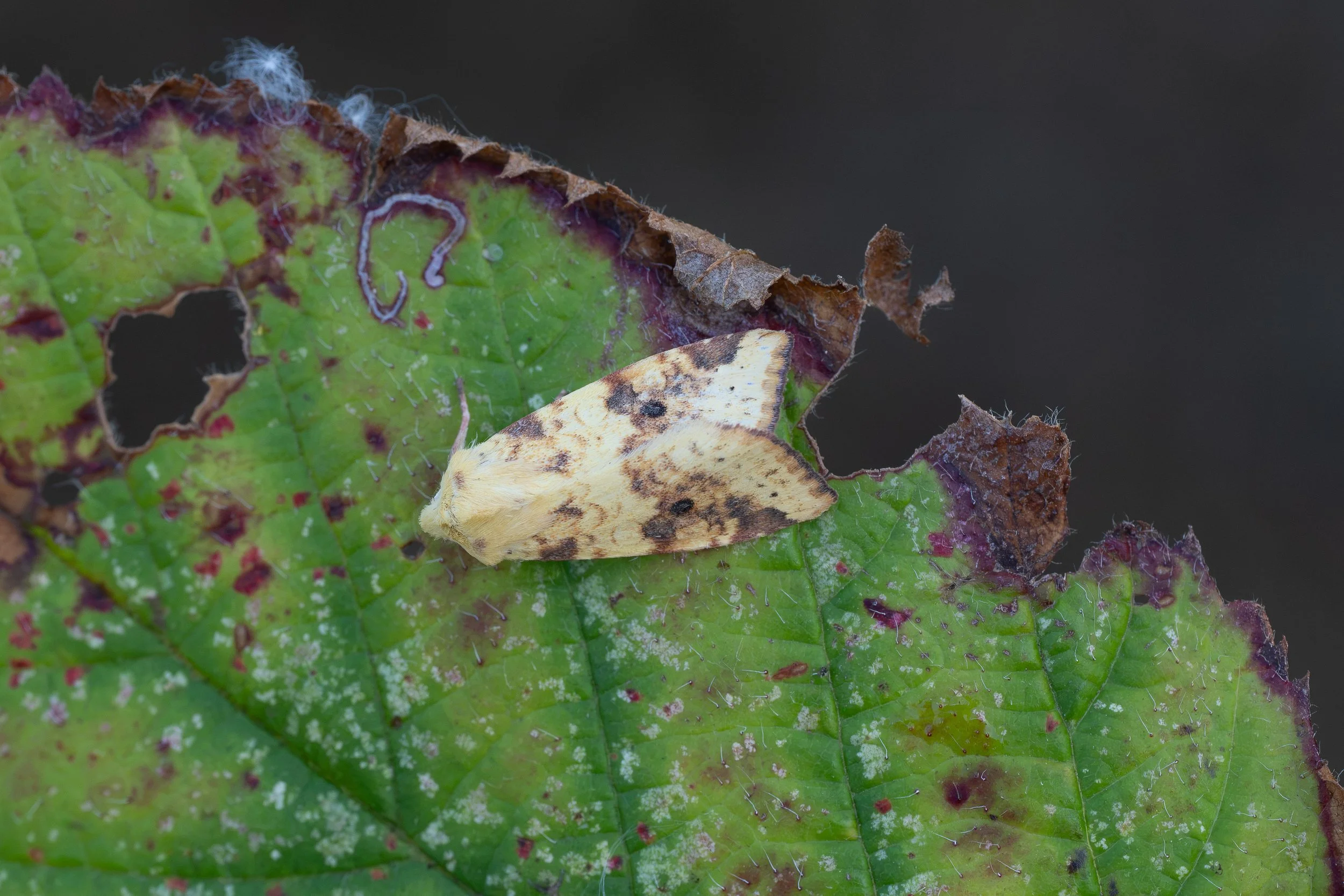 Sallow