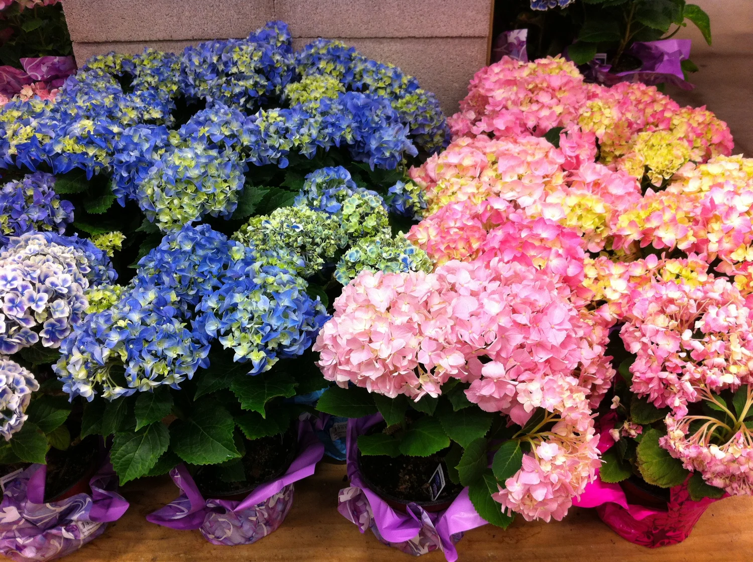 Chicago Nail School Chicago Nail Courses