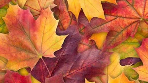 Prayer Walk @ Southeastway Park