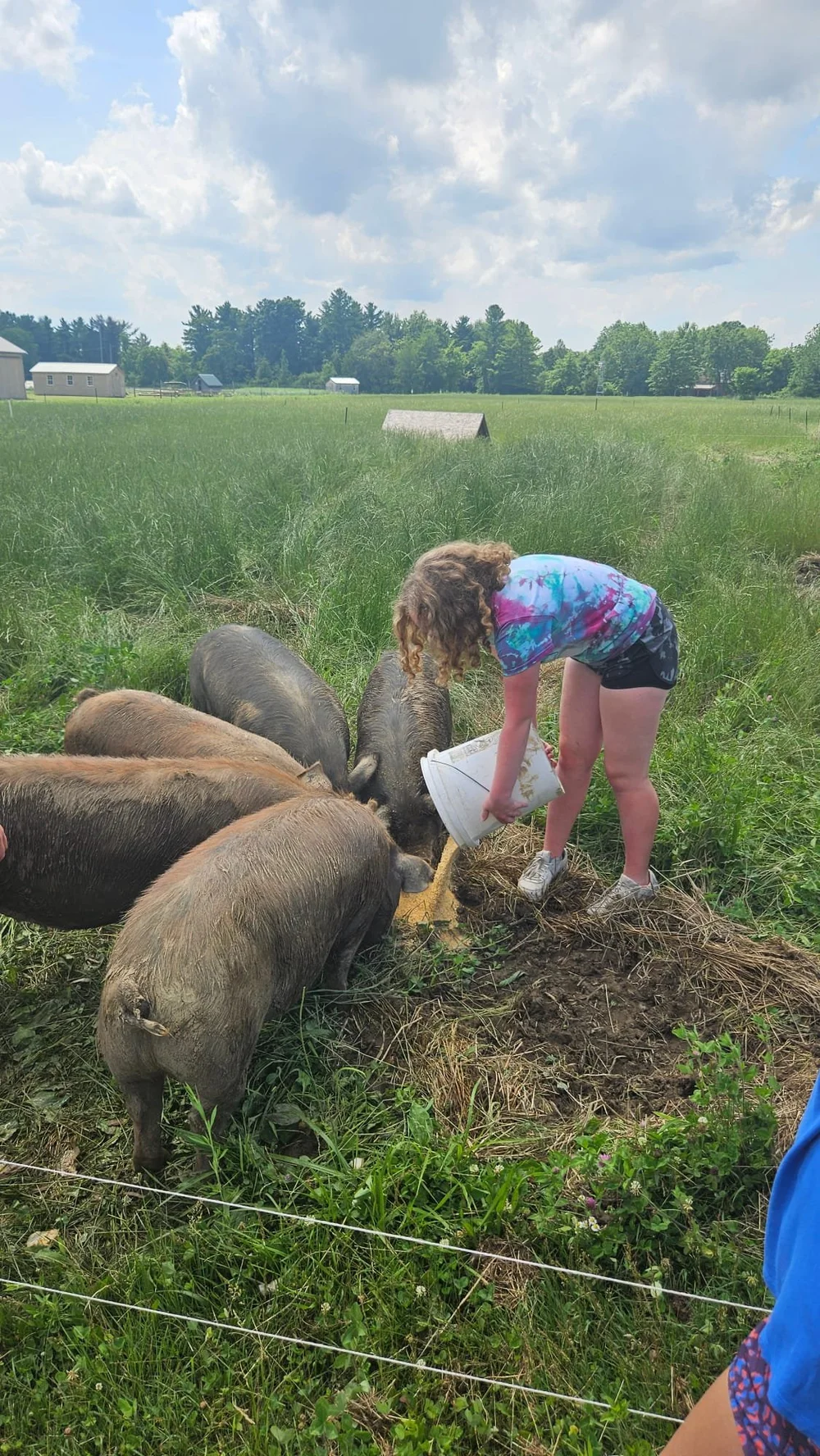 Bellwether - Pigs.jpg