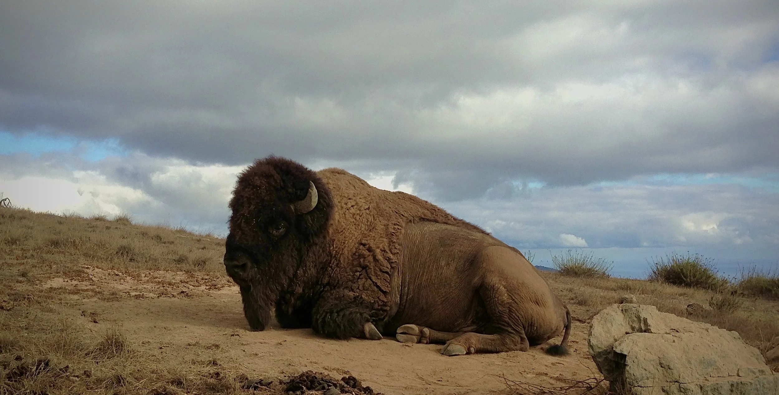 Bison spotted on Catalina Island interior while shooting Tastemade's "Food Board" with Chef Megan Mitchell 