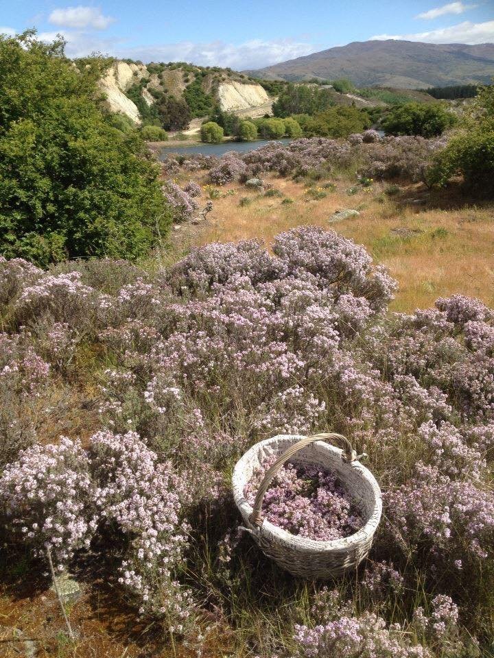 Collecting wild thyme, .jpg