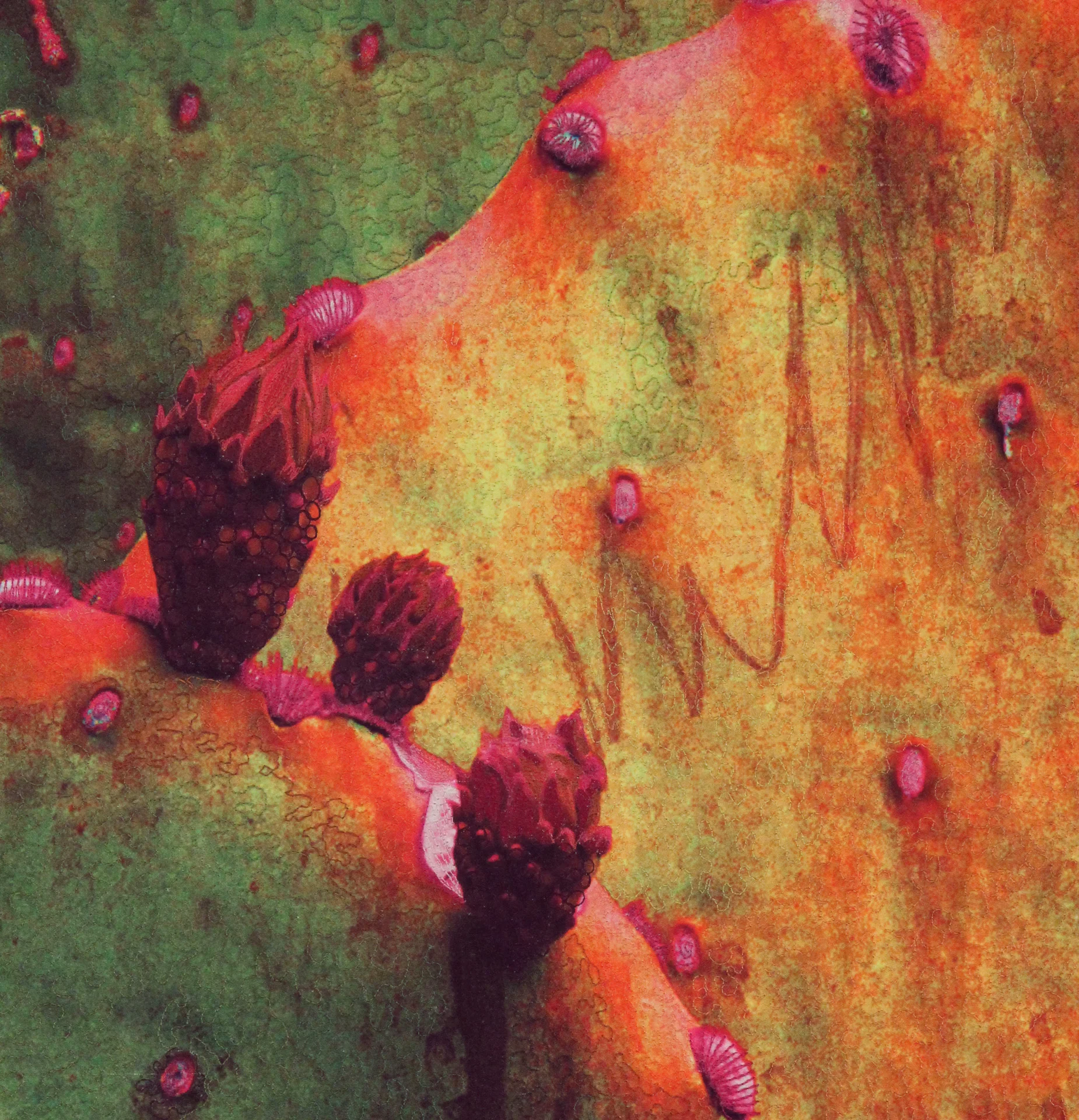 Suculent Sorbet_detail (website).jpg