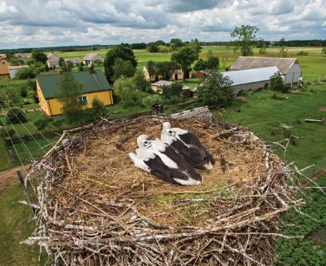 embark-breakthrough-bird-earthquakes.adapt.676.1.jpg