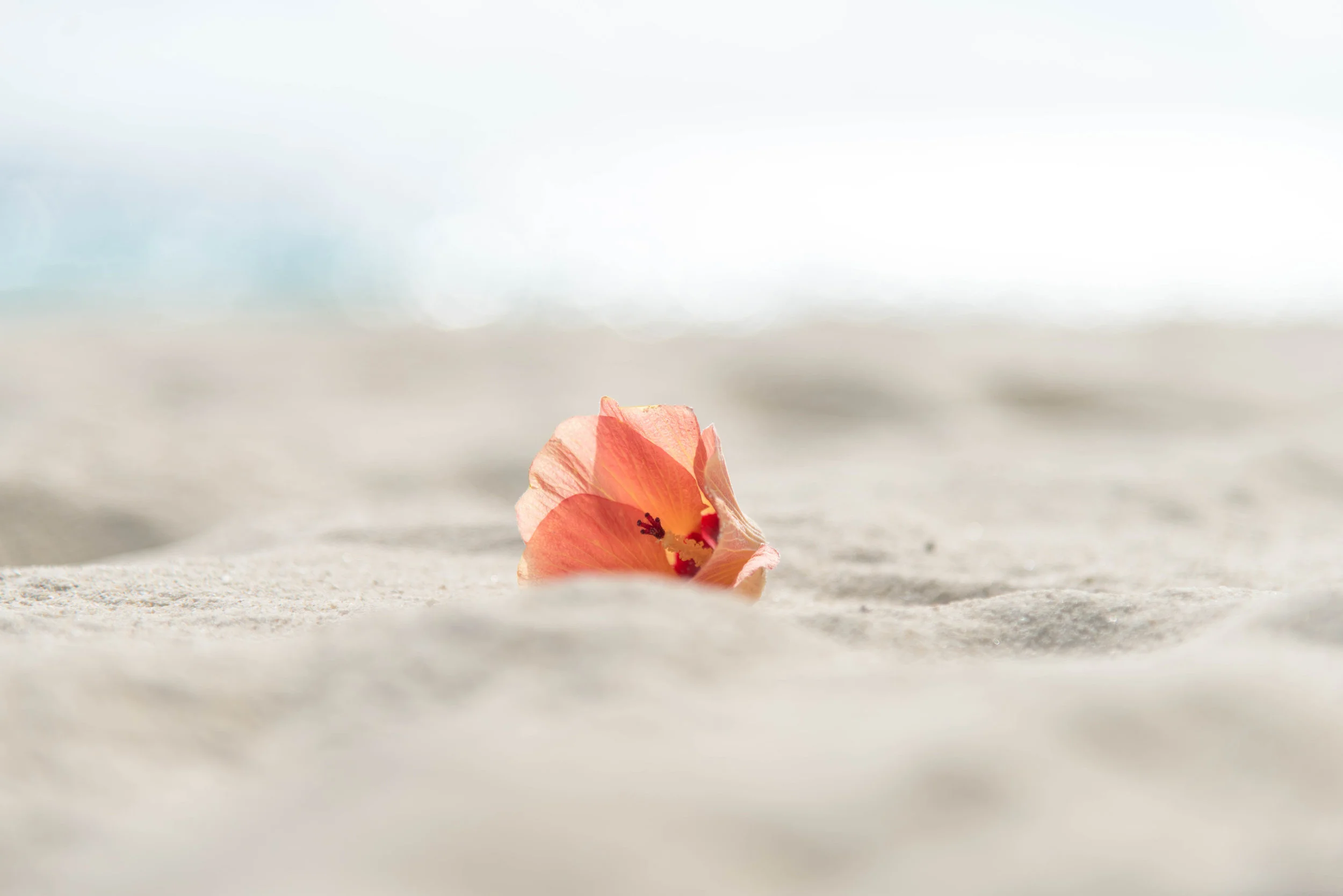 Spring is close, I promise. 