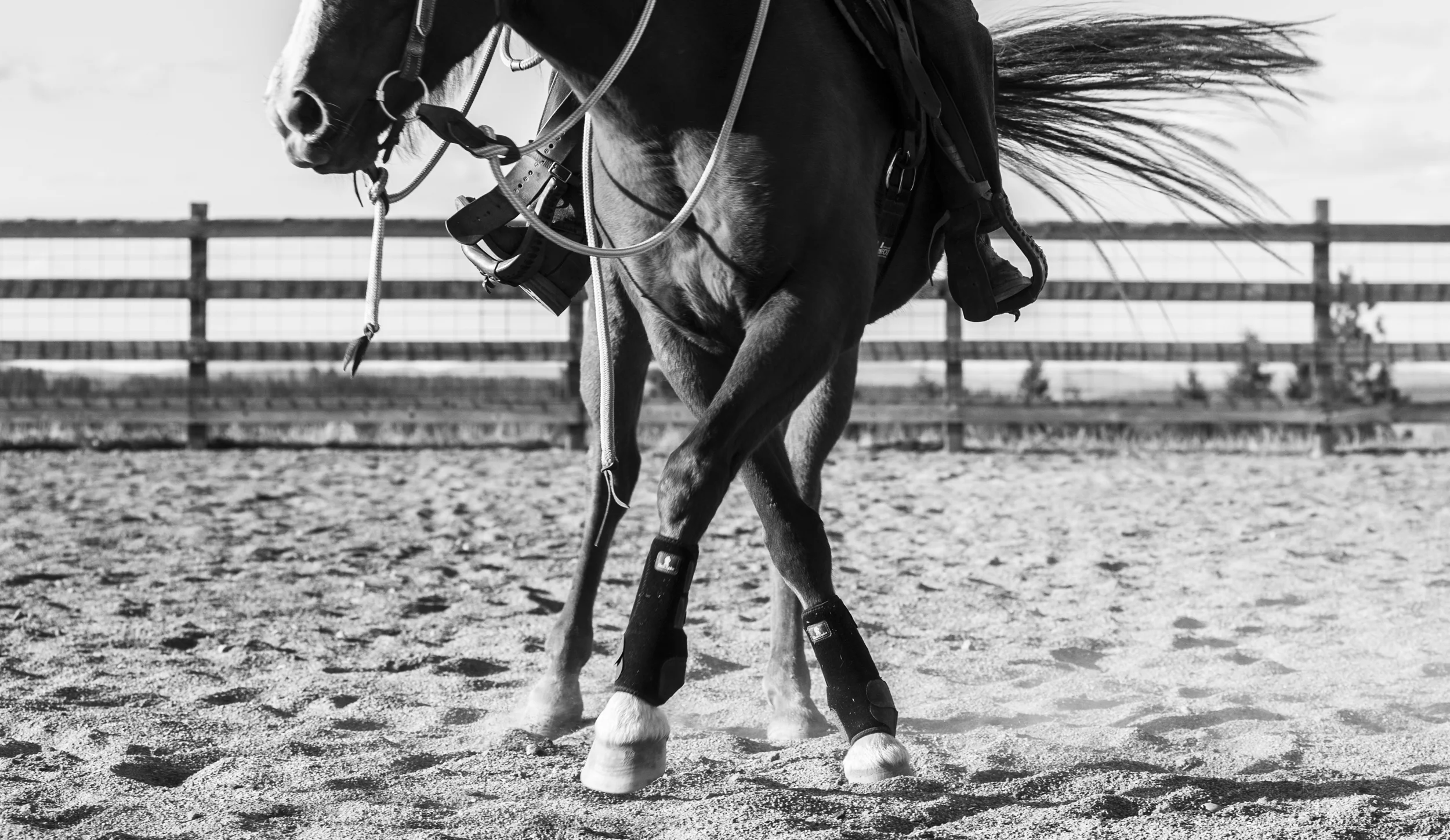 DSC_8785 A bw1.jpg