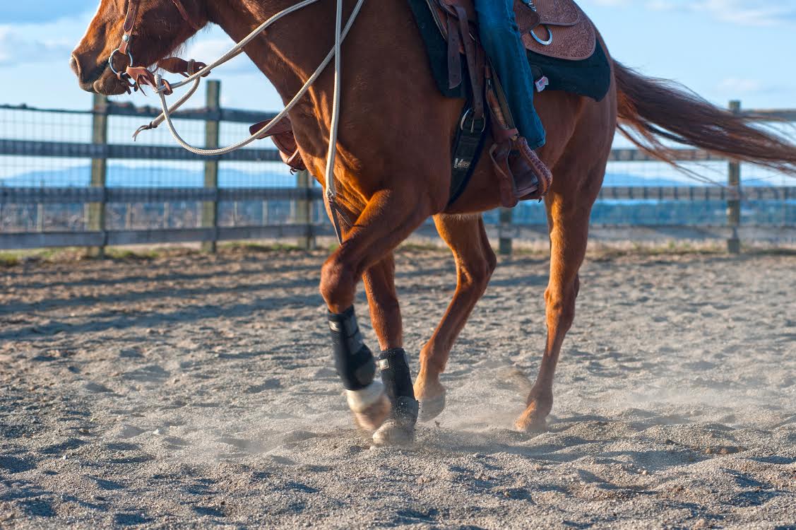 "Planes, automobiles, trains, they are great, but when it comes to getting the heart going, they can't touch a horse." -John Wayne