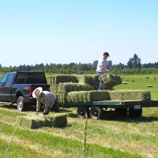 hay.jpg