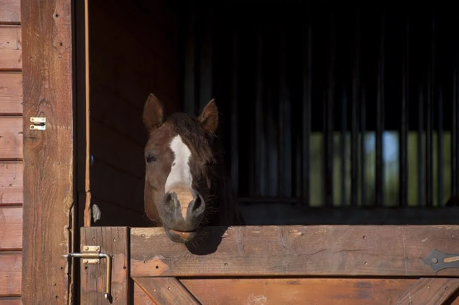 "No matter how bad your day is....there's always someone waiting for you at the barn."