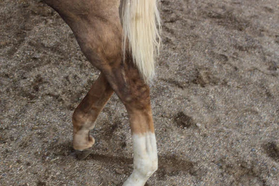 foot.jpg