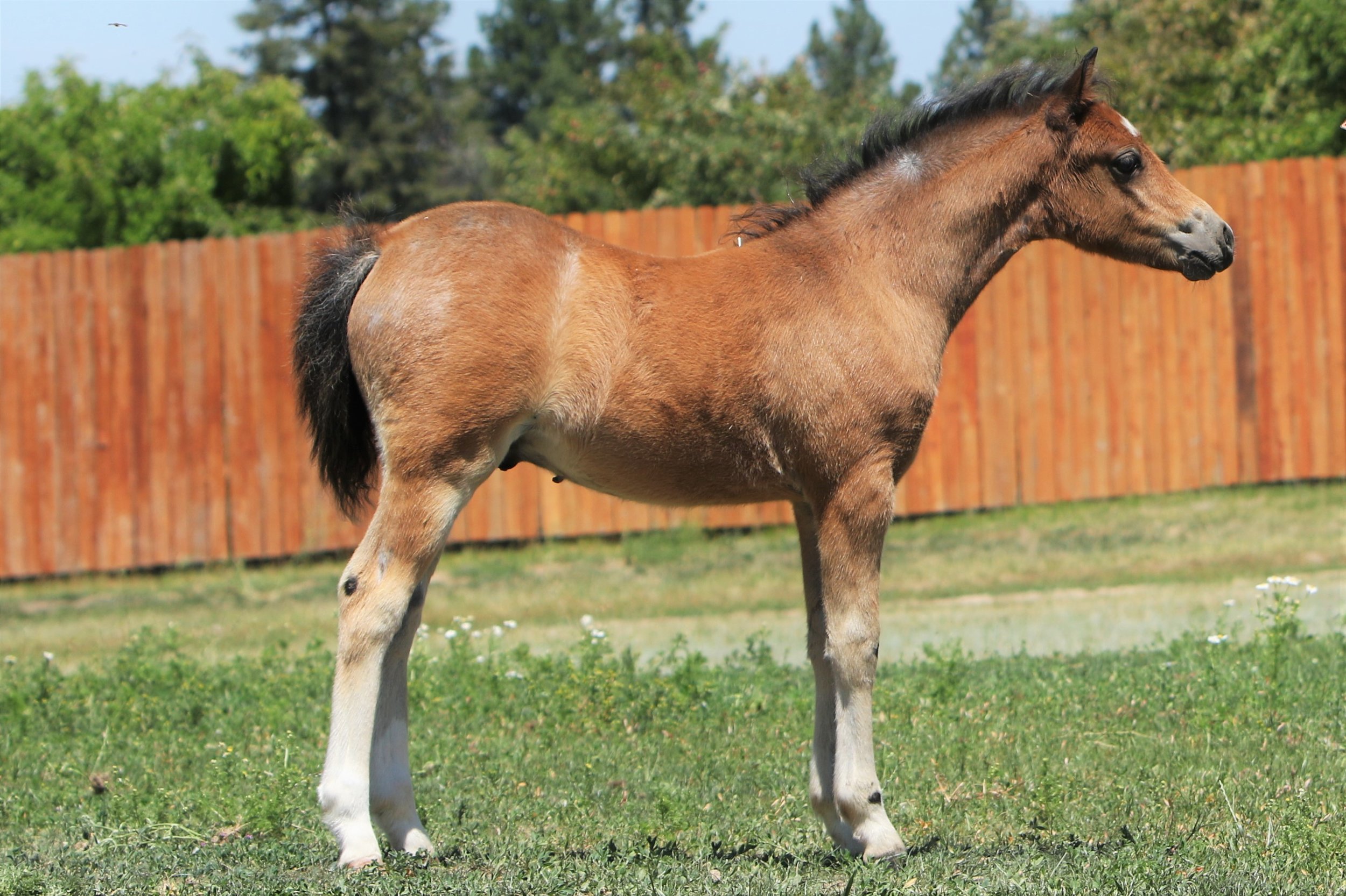 Talon as a weanling