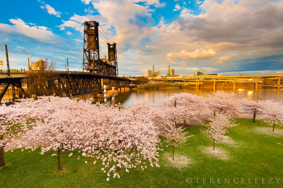 Portland_Cherry_Blossom_TTT3833.jpg