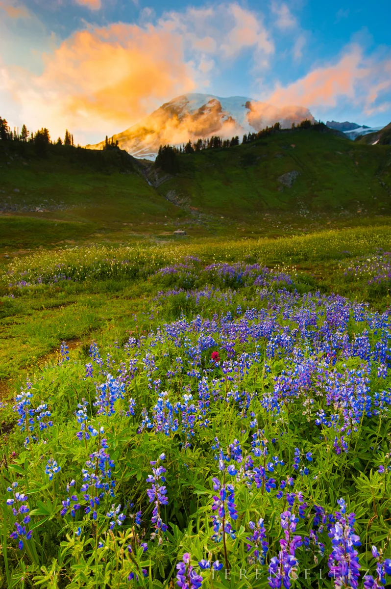 Lupine_Mt_Rainier_TTT0891.jpg