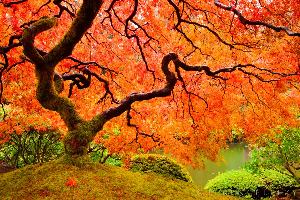 Portland_Japanese_Garden_TTT5128.jpg